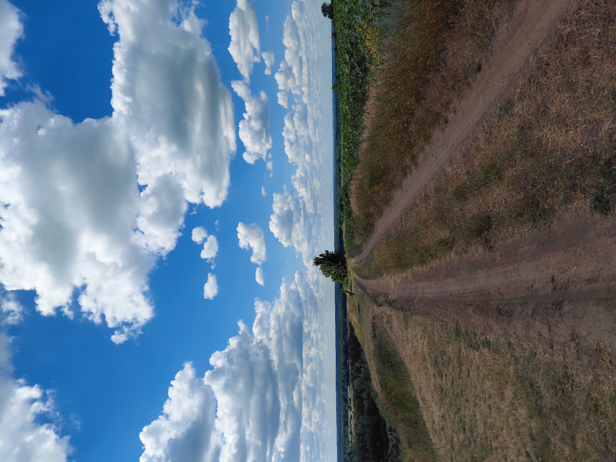 The image depicts a rural landscape in Ustyvytsia, Ukraine, under a vibrant blue sky filled with fluffy white clouds. A dirt road, featuring two distinct tire tracks, winds its way up a grassy incline in the foreground. To the right of the road, a field of sunflowers stretches into the distance. On the left side of the road, the terrain slopes down into a wooded valley. A lone tree stands prominently on the hilltop, and a small wooden bench is visible near it. The scene appears serene and undisturbed, with no people or animals present. The overall impression is one of a peaceful summer day in the Ukrainian countryside.