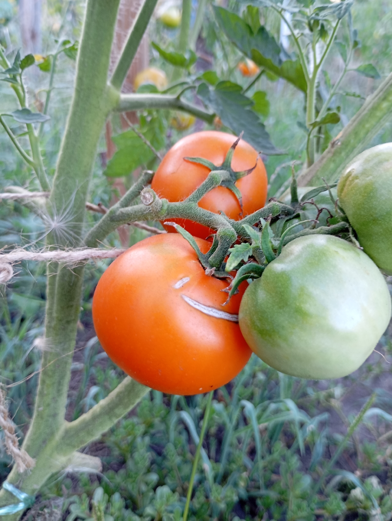 The image shows a close-up view of ripening tomatoes on the vine. Two of the tomatoes are a vibrant orange color, indicating they are ripe. One is larger and in the foreground, while the other is slightly smaller and positioned above and to the left. To the right and slightly behind the ripe tomatoes, there are two green tomatoes, one larger and in the foreground, and another smaller one further back. The tomatoes are attached to thick, fuzzy green stems. A piece of coarse, brown twine is tied around the main stem for support. A delicate white strand, possibly a dandelion seed or spider web, is also visible near the twine. The background is blurred but suggests a garden setting with green foliage and other out-of-focus plants. The lighting is natural, suggesting an outdoor environment. No people or specific landmarks of Horishni Plavni, Ukraine are visible.
