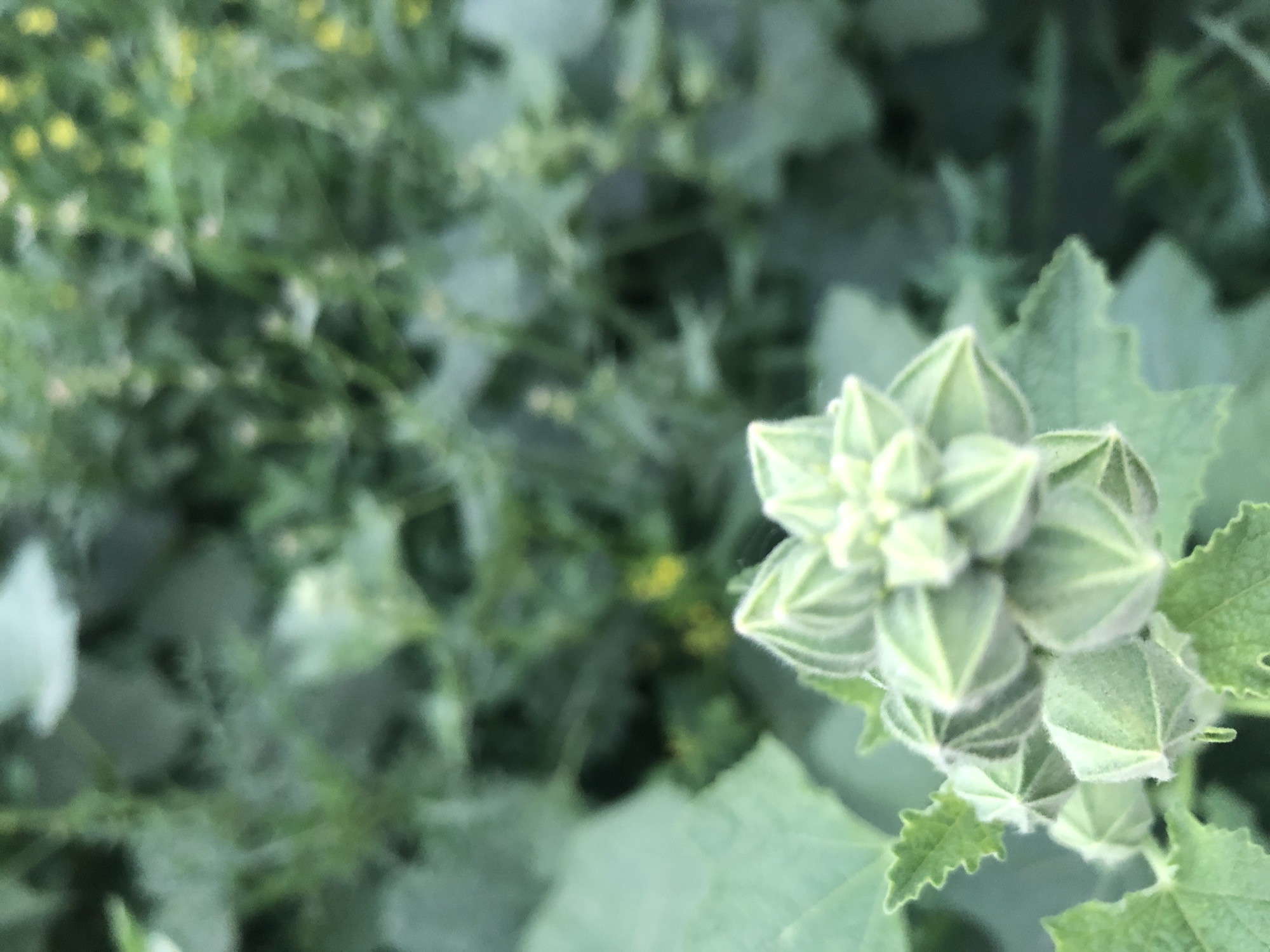 The image shows a close-up of a plant with unfurling buds and green leaves. The buds are a light green color and have a layered, almost geometric appearance, with a fuzzy texture along the edges. The leaves are larger, also green, and have a serrated edge. The background is a blur of green foliage, suggesting the plant is part of a garden or natural setting. There are hints of yellow in the blurry background, possibly small flowers or other plants. The lighting appears to be natural, and the overall impression is one of growth and nature. The focus is on the intricate details of the plant's reproductive structures. There is no text visible in the image. The time of day and weather are not discernible from the image.
