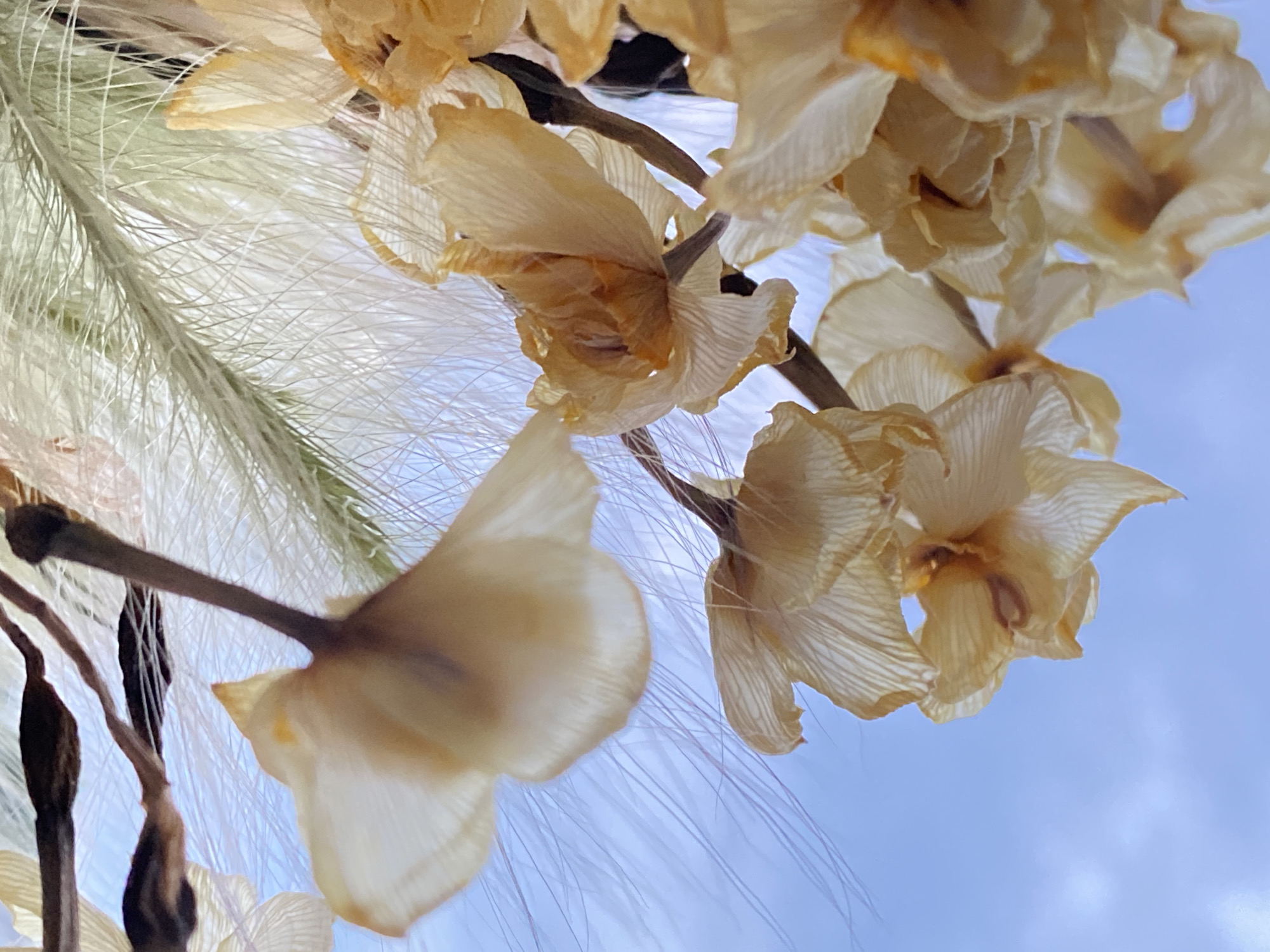 The image is a close-up shot of dried flowers, possibly narcissus, with delicate, translucent petals in shades of yellow and beige. The flowers are set against a soft blue sky with wispy clouds. Interspersed with the flowers are feathery, white seed heads, likely from a grass or ornamental plant. The overall impression is one of fragility and natural beauty. The image does not provide any information about the city of Chaikovsky, Russia, or any specific location within it. There are no people, actions, or interactions depicted. The environment is solely the sky and the dried floral arrangement.