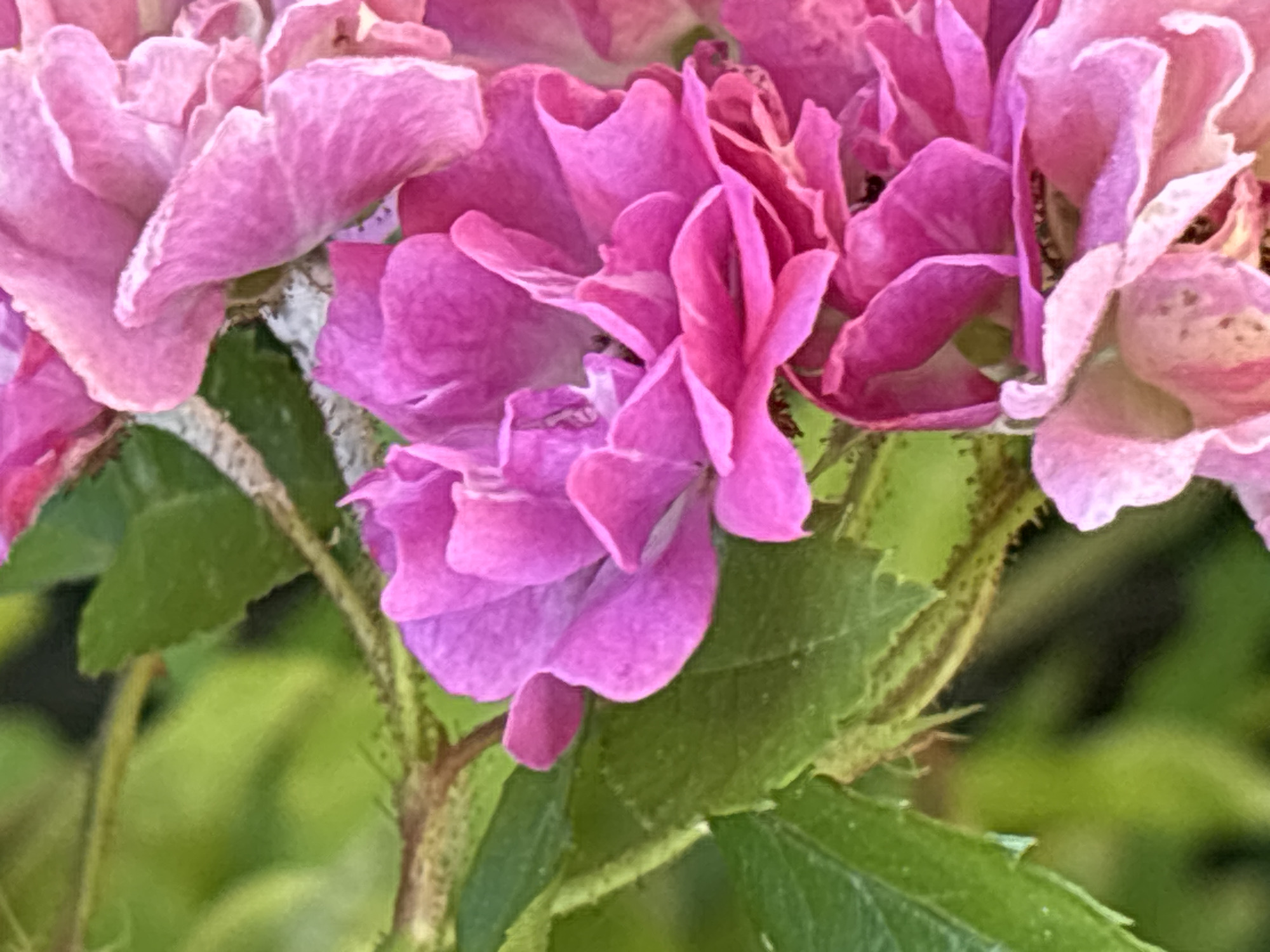 This is a close-up, vertical, eye-level shot of several pink roses. The roses appear to be in various stages of bloom, with some fully open and others still tightly furled. The petals are delicate and have a slightly ruffled texture. The color of the roses ranges from a deep fuchsia to a softer, lighter pink. In the background, there are blurred green leaves, suggesting a garden or natural setting. The lighting is soft, casting a gentle glow on the flowers. There is no indication of the city of Sochi, Russia, or any people, actions, or interactions within this image.