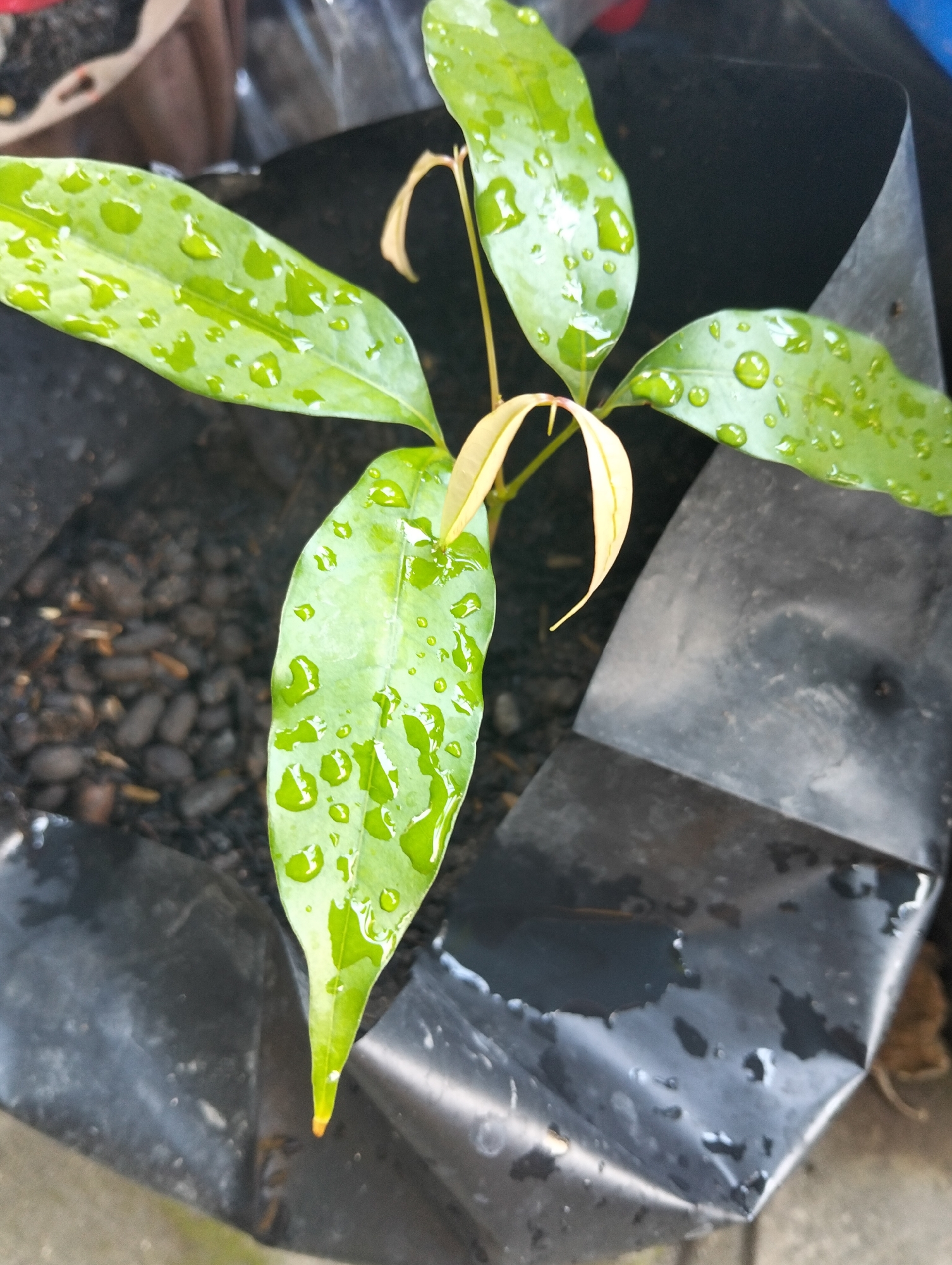 A close-up, overhead shot shows a small, bright green plant with water droplets on its leaves. The plant has several leaves, some longer and narrower than others, and a delicate stem with a pale yellow, newly emerging leaf or bud. The plant is in a black plastic pot filled with dark soil and small pebbles. The background is blurred, but suggests an outdoor setting, possibly a garden or nursery, in Paciran, Indonesia. The lighting is natural and slightly diffused, casting subtle shadows and highlighting the sheen of the water droplets on the leaves.