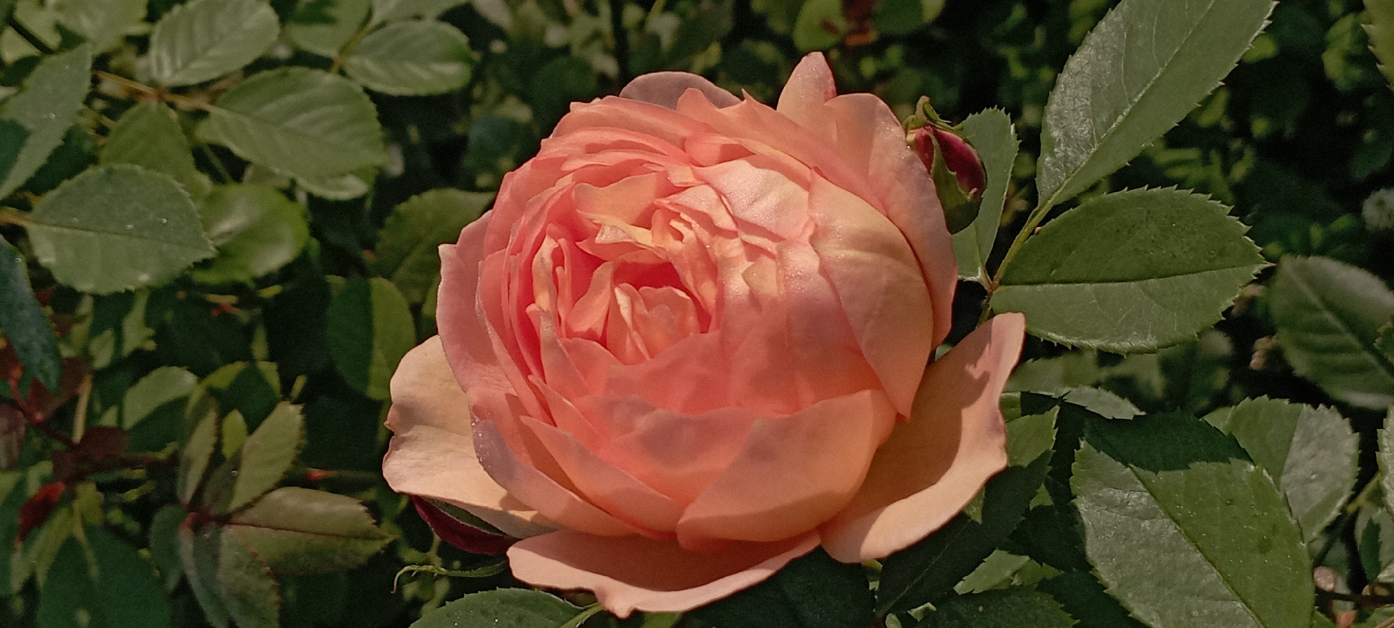 A close-up, vertical shot features a fully bloomed peach-colored rose positioned centrally. The rose displays numerous tightly packed petals, exhibiting delicate folds and a slight sheen, suggesting dew drops. Surrounding the rose are lush green leaves of varying sizes, some of which appear to have water droplets. A small, dark red rosebud is visible beneath the main bloom. The background is filled with more green foliage, creating a soft, natural setting. The lighting suggests it is daytime, possibly morning or late afternoon, with sunlight highlighting parts of the rose. The scene is located in the city of Radisne, Ukraine.