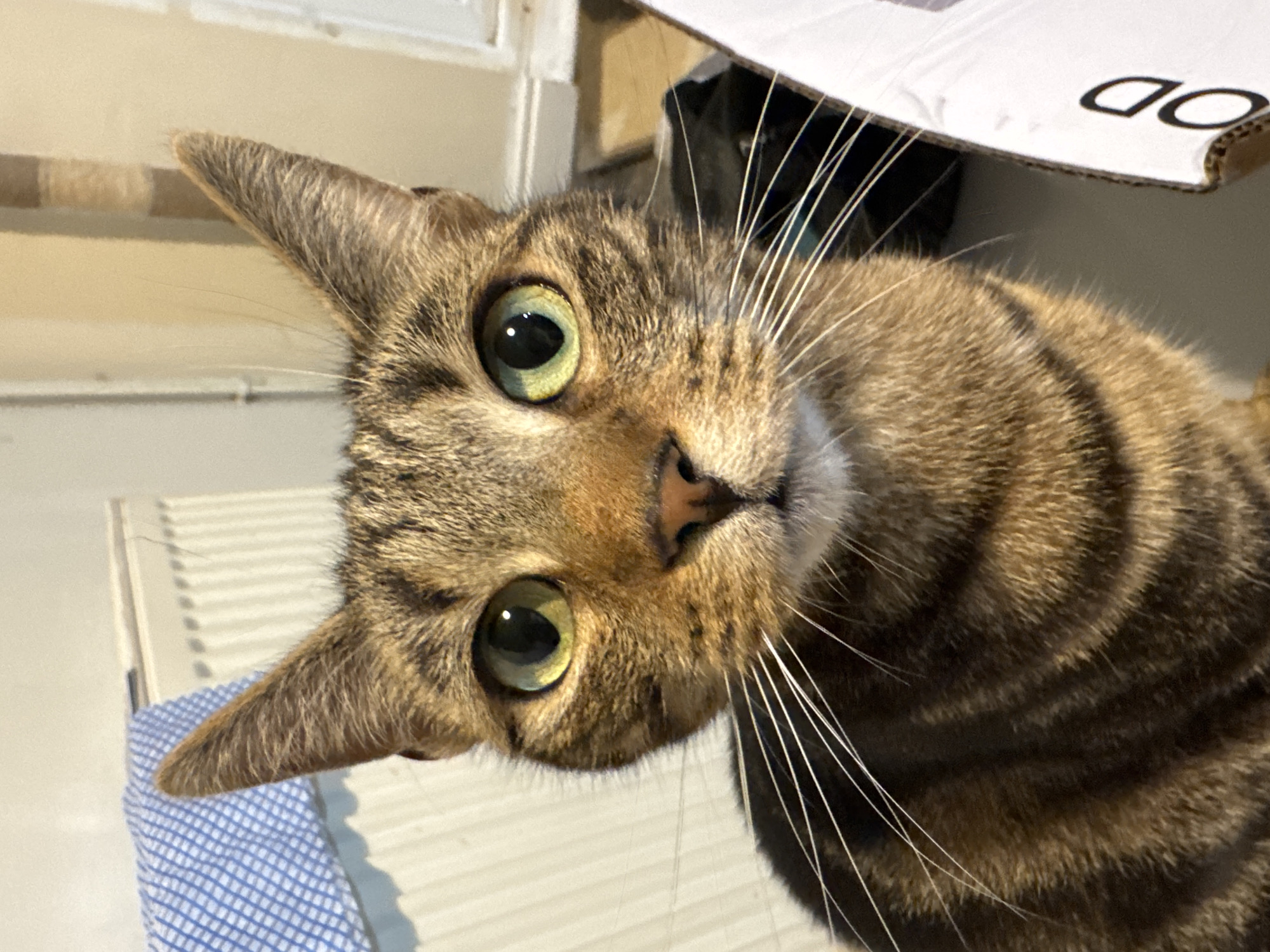 A close-up, angled view focuses on a tabby cat. The cat has green eyes and a pink nose, with white whiskers. The cat's coat is brown with darker stripes. The background includes a white radiator with a blue and white checkered cloth on it, a white doorframe, and the edge of a cardboard box with black lettering. The location is implied to be in Desborough, United Kingdom, but no specific visual elements confirm that location.