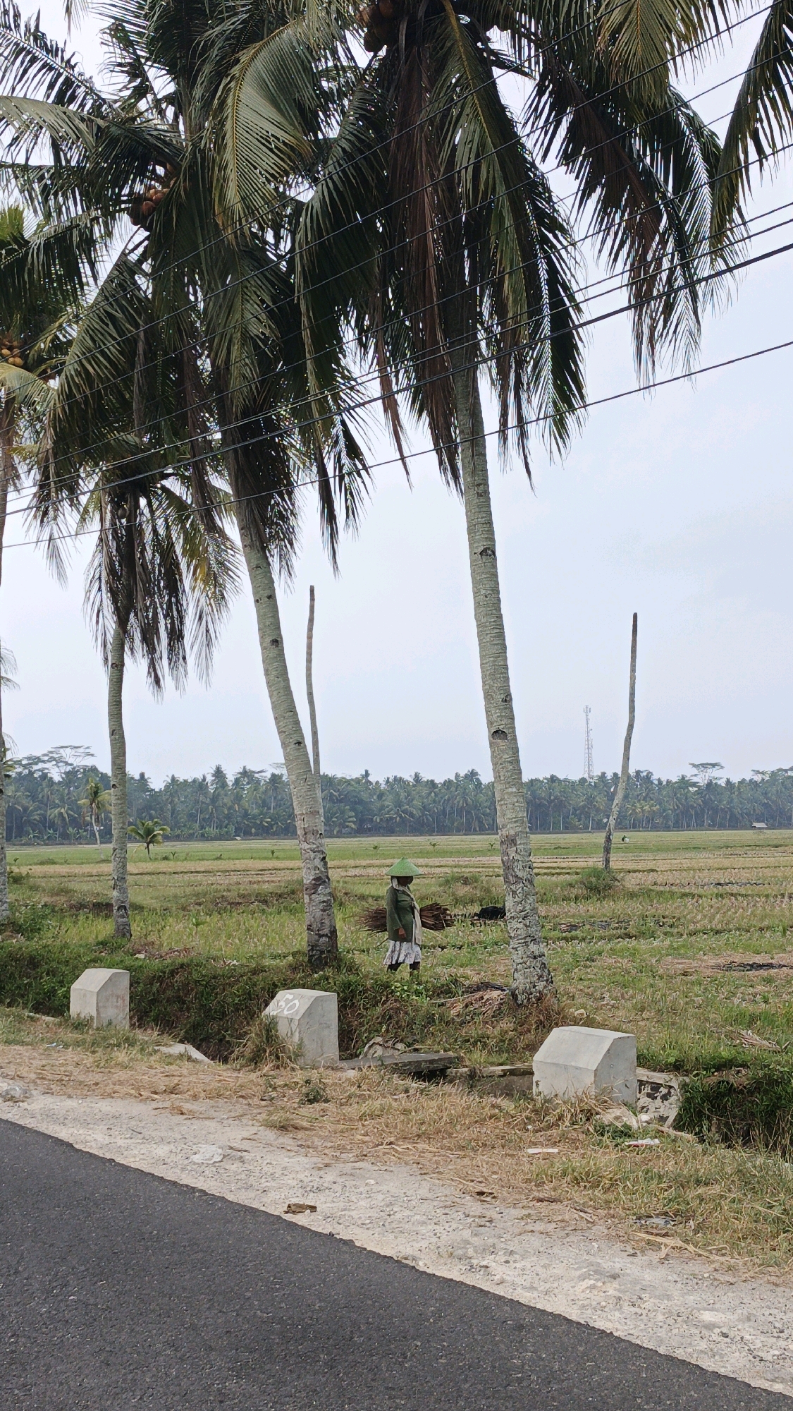 An outdoor, eye-level shot captures a scene in Cintaratu, Indonesia, where several tall palm trees line a grassy area adjacent to a paved road. In the middle ground, a person wearing a conical hat and carrying a bundle of branches walks through a field. The field appears to be a rice paddy, with some areas harvested and others still green. A line of palm trees stretches across the horizon, creating a lush backdrop. The sky is overcast, suggesting a hazy or cloudy day.