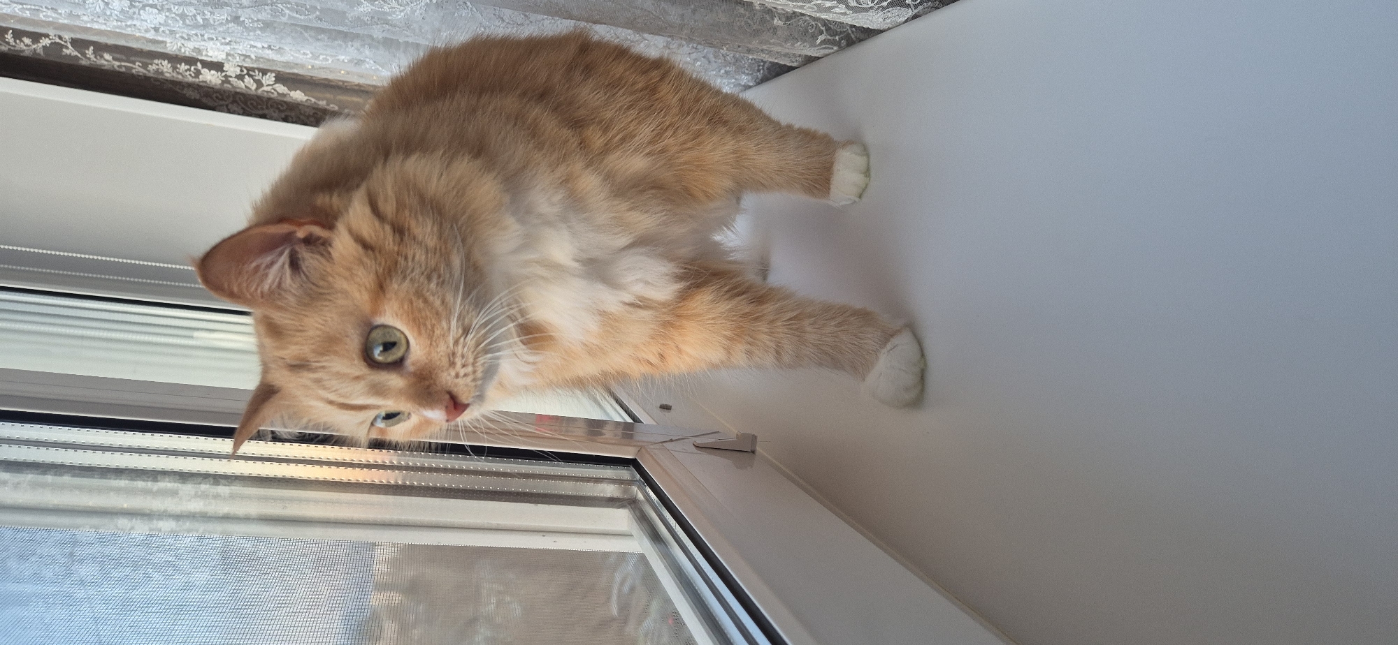 A horizontal, full-shot image features an orange tabby cat perched on a wide, white window sill, looking downwards and to the left. The cat has rich orange fur with lighter, almost white, fur on its chest and all four paws, resembling "socks." Its large, bright green eyes are intently focused, and its head is tilted, suggesting deep curiosity. Its long white whiskers are clearly visible.
Behind the cat, a white window frame and a fine mesh screen are visible, indicating a view towards the outdoors. Above the window, a sheer, white lace-patterned curtain hangs, adding to the domestic setting. The lighting appears to be natural daylight, softly illuminating the scene without harsh shadows, implying it is daytime. The cat's posture suggests it is observing something captivating outside the window. No text is visible in the image.