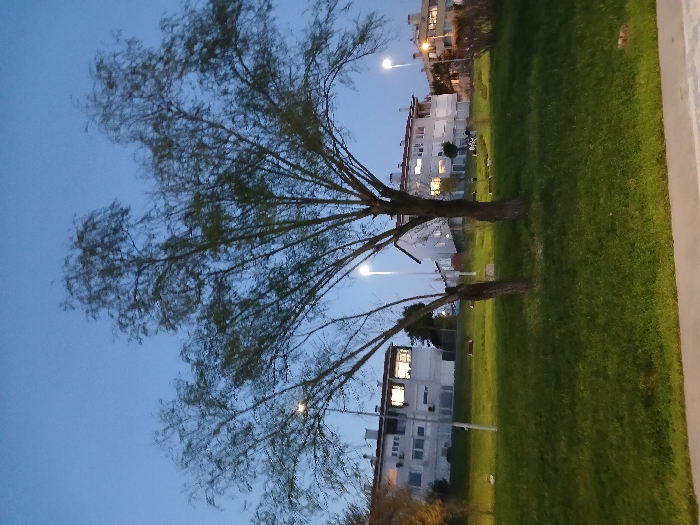The image depicts a street scene in İstanbul, Türkiye. The coordinates provided, 40.957, 28.816, place the scene in a residential neighborhood in the Beyoğlu district. The dominant feature is a large, bare-branched tree standing in the foreground, bisecting the image. The tree is positioned on a grassy incline leading up to a row of white, low-rise buildings, with several streetlights illuminating the scene. The buildings have windows, and some have exterior balconies. The sky is a clear blue at dusk, with some faint clouds. A few figures can be seen standing on the balconies of the buildings and several others are gathered around a lamp post in the middle of the street. There is a paved pathway in the immediate foreground and green vegetation covering the hillside in the background.