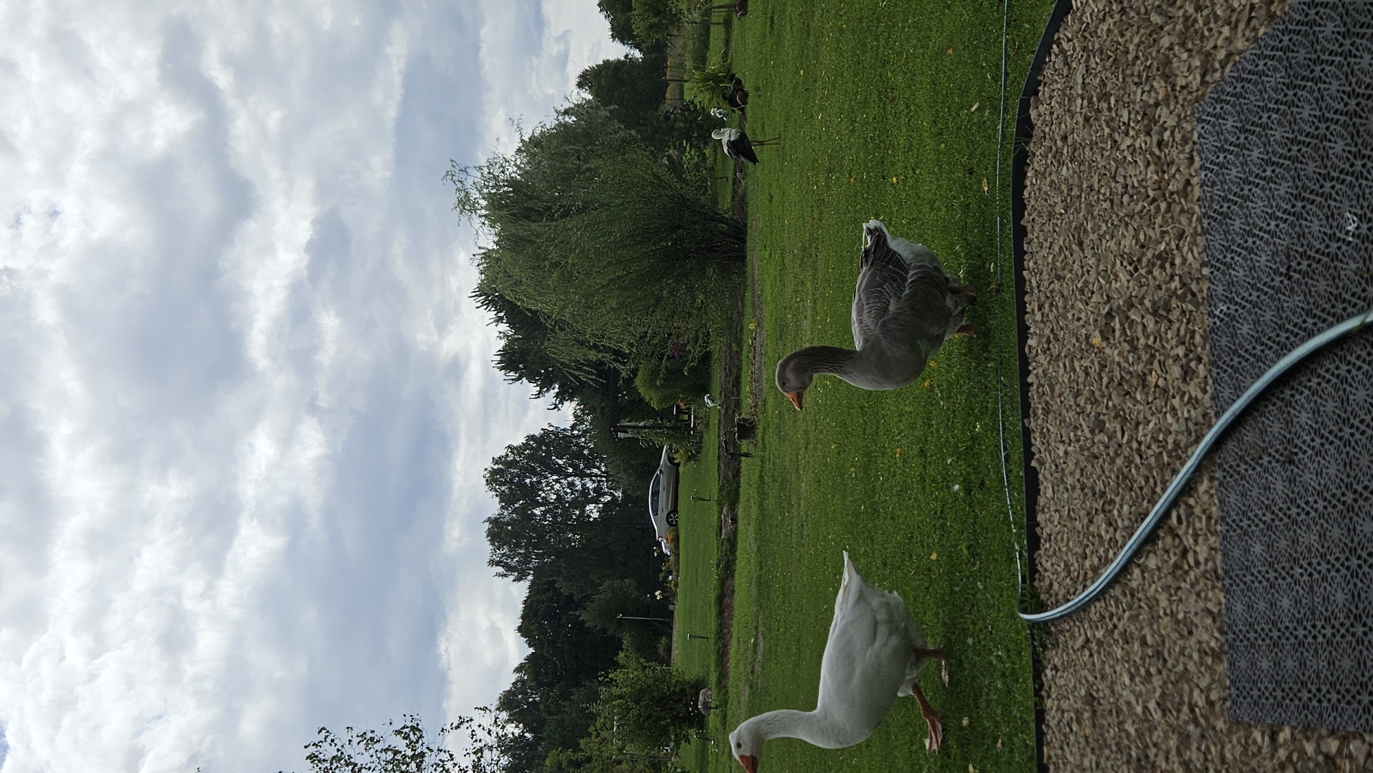 In Kākciems, Latvia, on a cloudy day, two geese are in the foreground on a green lawn. The goose on the left is white with an orange beak and is walking. The goose on the right is gray and white with an orange beak and is standing. In the background, a silver car is parked on a paved area. Behind the car, there are trees and a dense green bush. Several storks and other birds are scattered across the lawn. A grey water hose runs across the bottom of the image, partially covering a gravel area and a textured mat.