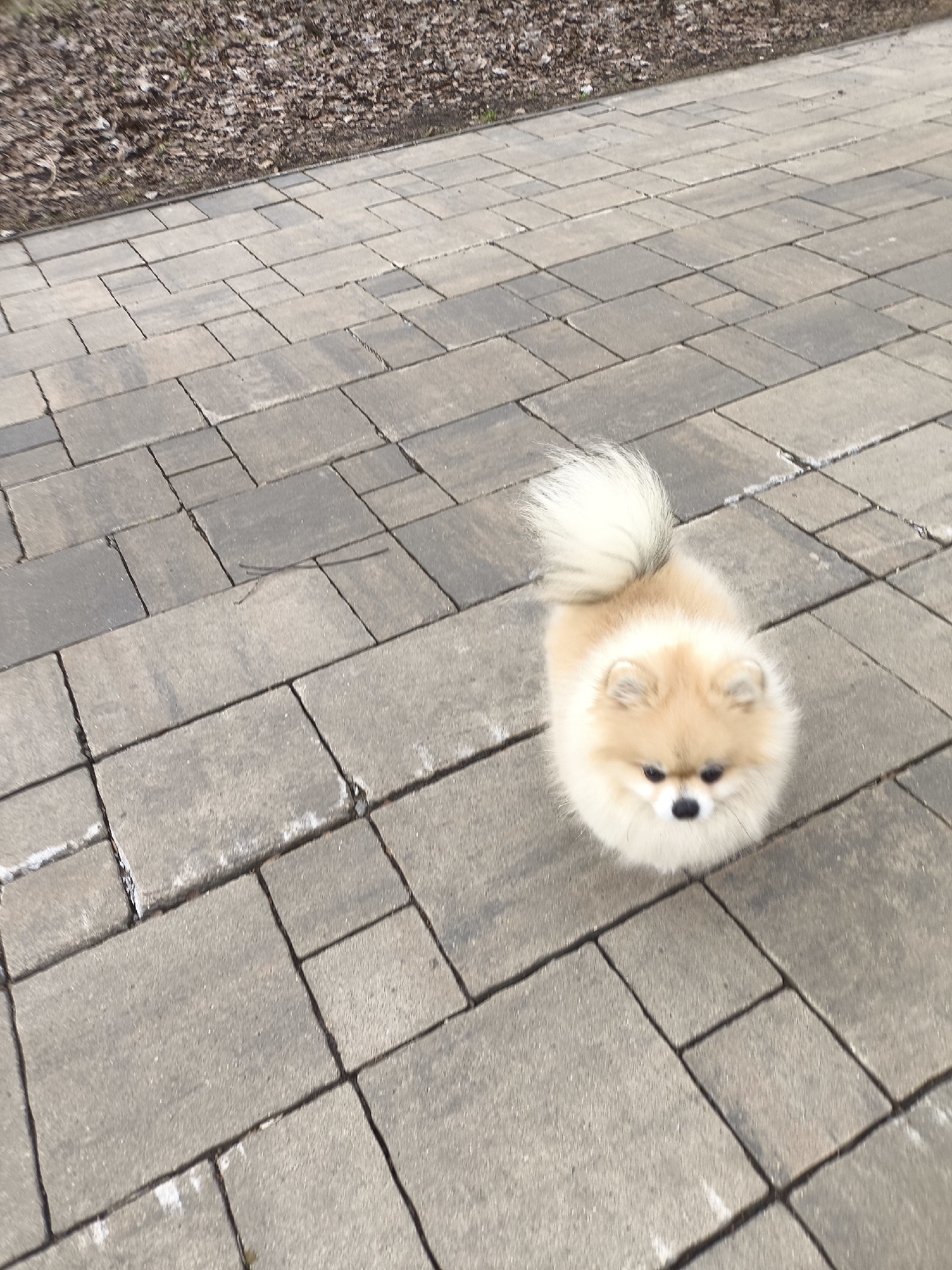 A tan and white Pomeranian dog stands on a gray brick path in Khimki, Russia. The path is lined with brown leaves on one side.