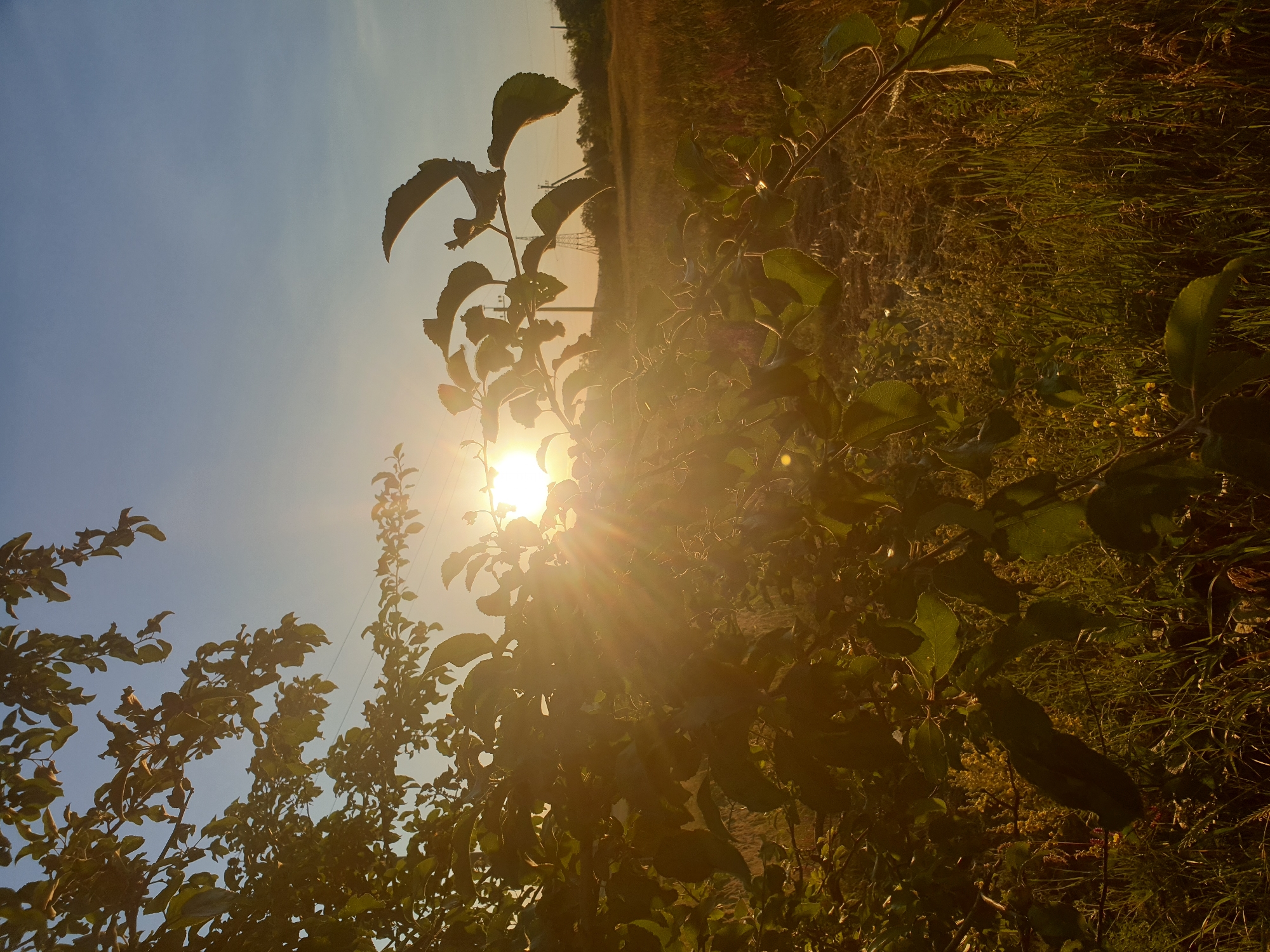 This image captures a scene bathed in the warm glow of a setting sun. The perspective is low, looking upwards through the branches of trees, some of which are laden with green leaves. The sun itself is a prominent feature, casting brilliant rays that flare out and illuminate the foliage, creating a lens flare effect that washes over parts of the image.
The setting appears to be a natural landscape, possibly a field or orchard, with tall grasses and vegetation visible in the background. The sky is a clear, pale blue, transitioning to warmer hues closer to the horizon where the sun is positioned. In the distance, silhouettes of what appear to be power lines and possibly trees or a distant structure can be seen against the bright sky.
The overall mood conveyed is one of tranquility and the end of a day. The low angle and the backlighting create a dramatic and somewhat ethereal quality. The time of day is clearly sunset, indicated by the quality of light and the sun's position. There are no people or specific objects of interest, beyond the natural elements of trees, grass, and the sun. The location is indeterminate, but it suggests an outdoor, rural or semi-rural environment. No text is visible in the image.