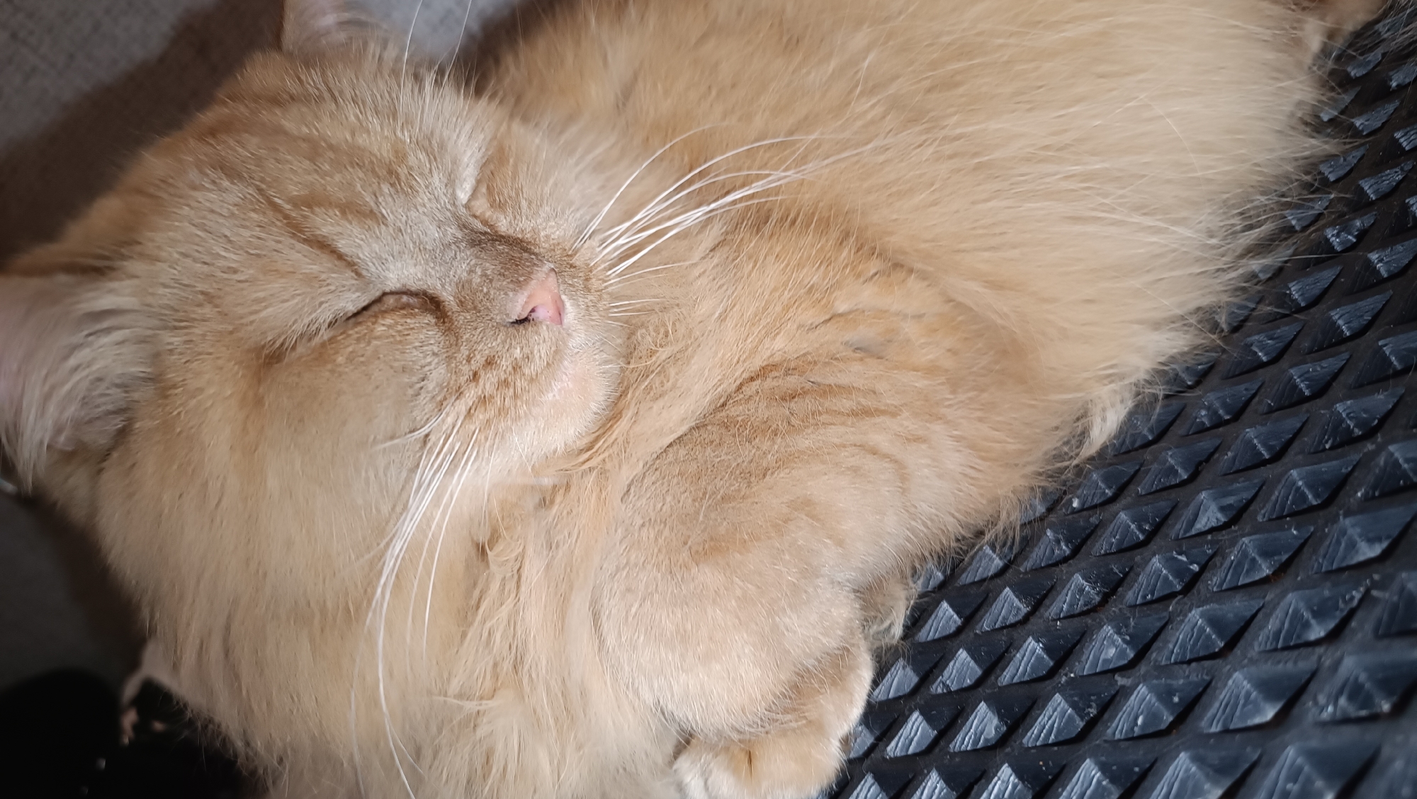 A close-up, overhead shot shows a ginger cat sleeping on a dark, textured surface, possibly a mat or chair. The cat's eyes are closed, and its face is turned slightly to the left. Its fur is light brown and fluffy, with visible white whiskers. The background is blurred, but appears to be a light-colored surface. The image was taken in the city of Chaikovsky, Russia.