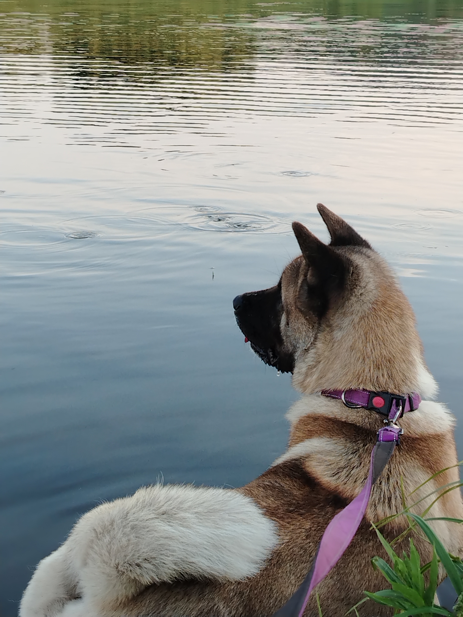 The scene depicts a large, adult dog, likely an Akita or similar Spitz-type breed, positioned at the edge of a calm body of water in the city of Рассвет, Russia. The dog is viewed from its right side and back, with its head turned to the left, focused intently on the water's surface. Its fur is a combination of tan and dark brown on its back and head, with distinct white markings on its chest and rear flanks. A dark mask covers its muzzle and ears. A small tip of a red tongue is visible, and a single drop of water or saliva hangs from its lower jaw. The dog wears a purple collar secured with a black buckle and a red release button, to which a matching purple leash is attached, extending downwards out of frame amidst some green blades of grass in the lower right.
The water surface, which occupies the majority of the image, displays subtle reflections of a distant, indistinct green shoreline or foliage, rendered as faint horizontal wavy lines across the upper half of the water. Numerous small, concentric ripples are visible across the water, particularly closer to the dog and in the mid-ground, indicating recent disturbances to the surface. The overall lighting is soft and diffused, suggesting either early morning or late afternoon. The dog's posture and direct gaze indicate keen observation of an unseen element within the water.