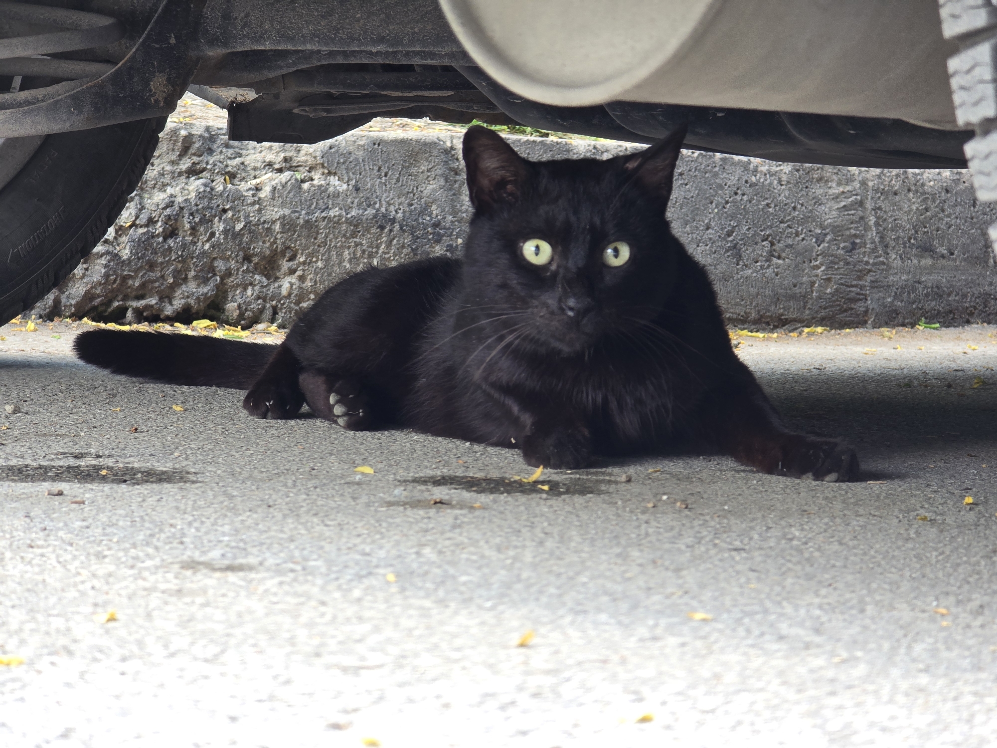 A black cat lies on a gray concrete surface, possibly a street or parking lot, under a vehicle. The vehicle's tire, exhaust pipe, and other undercarriage components are visible overhead. The background consists of a textured concrete wall. Yellow flower petals are scattered on the ground. The cat is facing the camera with its eyes open.