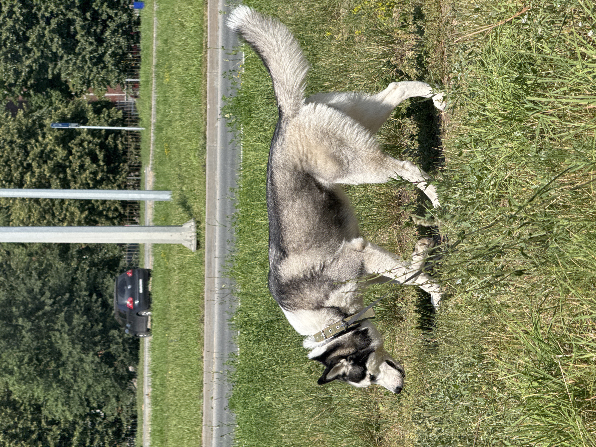 A husky dog is walking in a grassy area next to a road in Tolyatti, Russia. The dog has black and white fur and is wearing a green collar. In the background, there are trees, a car, and a lamppost. The sky is blue and the sun is shining.