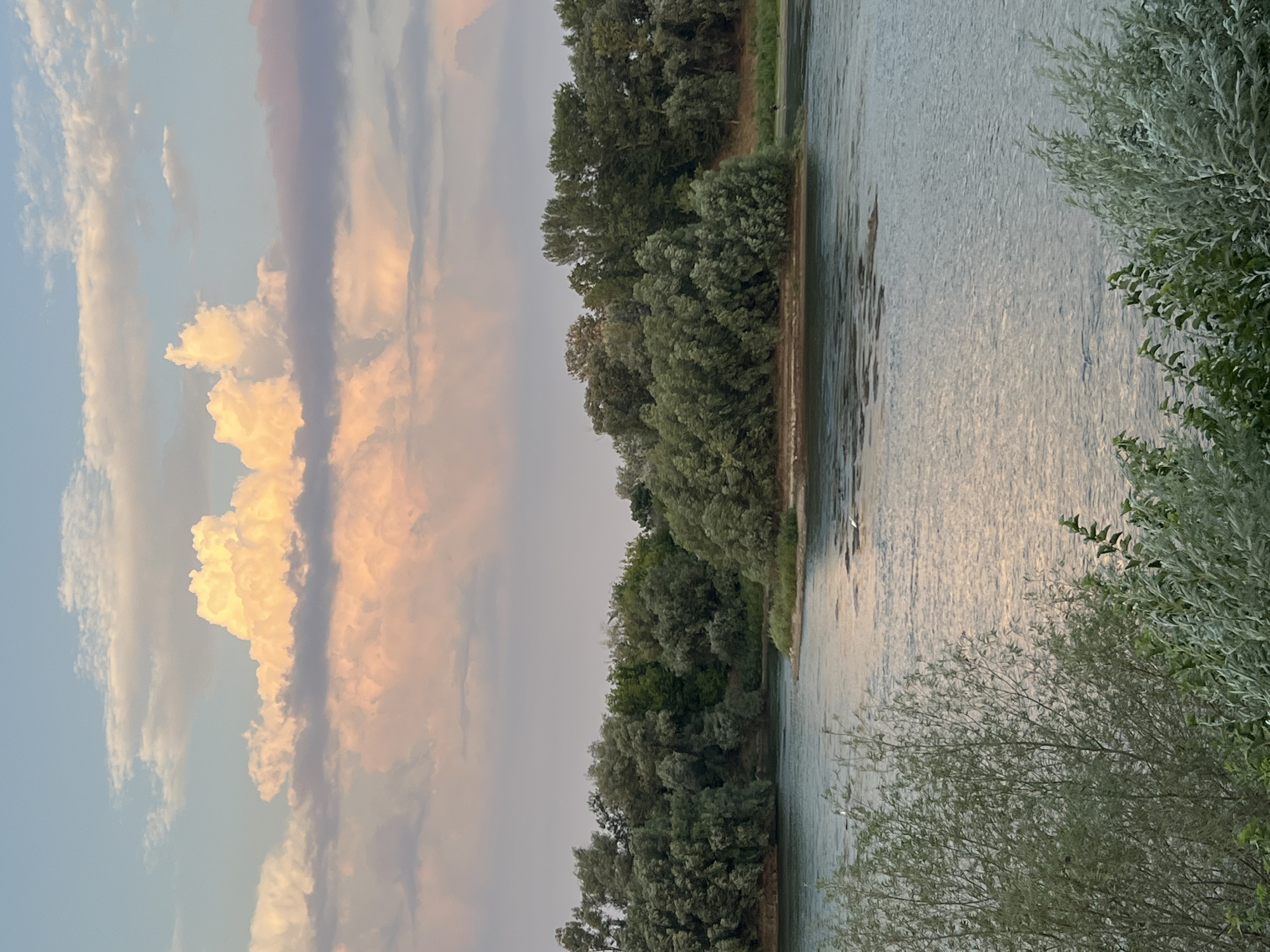 The image shows a serene river scene at dusk, with a wide body of water in the foreground reflecting the soft hues of the sky. Lush green trees line the opposite bank, forming a dense treeline that curves along the river's edge. In the sky, large, fluffy clouds are illuminated by the setting sun, displaying shades of pink, orange, and yellow against a pale blue backdrop. In the middle distance, a small, vegetated island breaks the water's surface. Two white birds are visible in the river, one closer to the island and another further away, both appearing to be wading. In the foreground, the leaves of trees and bushes are in sharp focus, their silvery-green foliage contrasting with the calmer water. The scene captures a peaceful natural environment, likely situated in or around the city of Bender, Moldova, given the typical landscape of the region where the Dniester River flows.