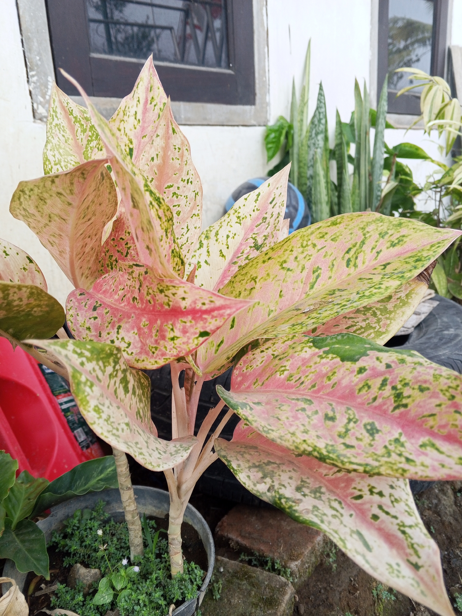 The image shows a close-up view of an Aglaonema plant with large, variegated leaves in shades of pink, cream, and green. The plant is in a dark-colored pot filled with soil and small green ground cover plants, two of which have tiny white flowers. The pot is situated outdoors, with a white wall and a dark-framed window visible in the background. To the right of the Aglaonema, several tall, slender green plants, likely snake plants, are growing. In the lower left corner, a portion of a bright red object is visible, possibly a bucket or container. The ground around the pot appears to be dirt and small stones. The overall scene suggests a garden or outdoor planting area in a residential setting. The presence of the Aglaonema, snake plants, and the style of the window suggest this location could be in a tropical or subtropical climate, consistent with Turen, Indonesia.