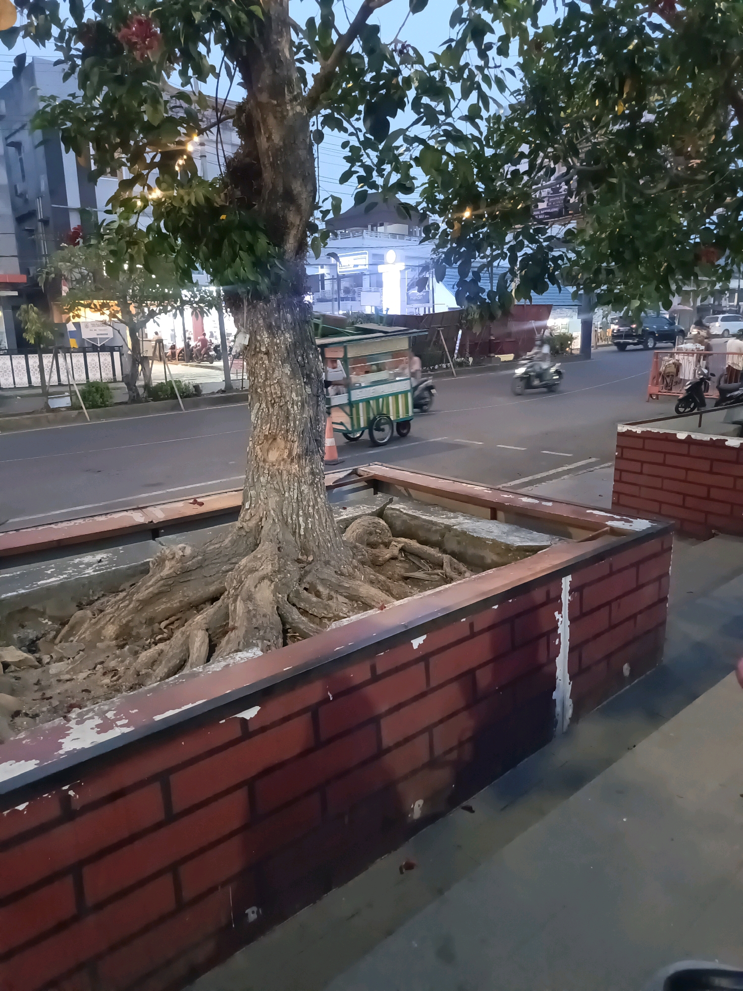 The image depicts a street scene in Lubuklinggau, Indonesia, at dusk. A large tree with exposed, gnarled roots dominates the foreground, contained within a brick planter box. The tree has green foliage and some red flowers. The planter box is made of brick with a reddish hue and shows signs of wear, with peeling paint. A street runs alongside the planter, with a few vehicles visible, including motorcycles and cars. A street vendor cart with a green and white striped canopy is positioned on the sidewalk. Several people are present, some walking and others on motorcycles. Buildings line the opposite side of the street. The sky is a pale blue, indicating the transition from day to night. The overall impression is one of an urban environment with a natural element integrated into the cityscape.