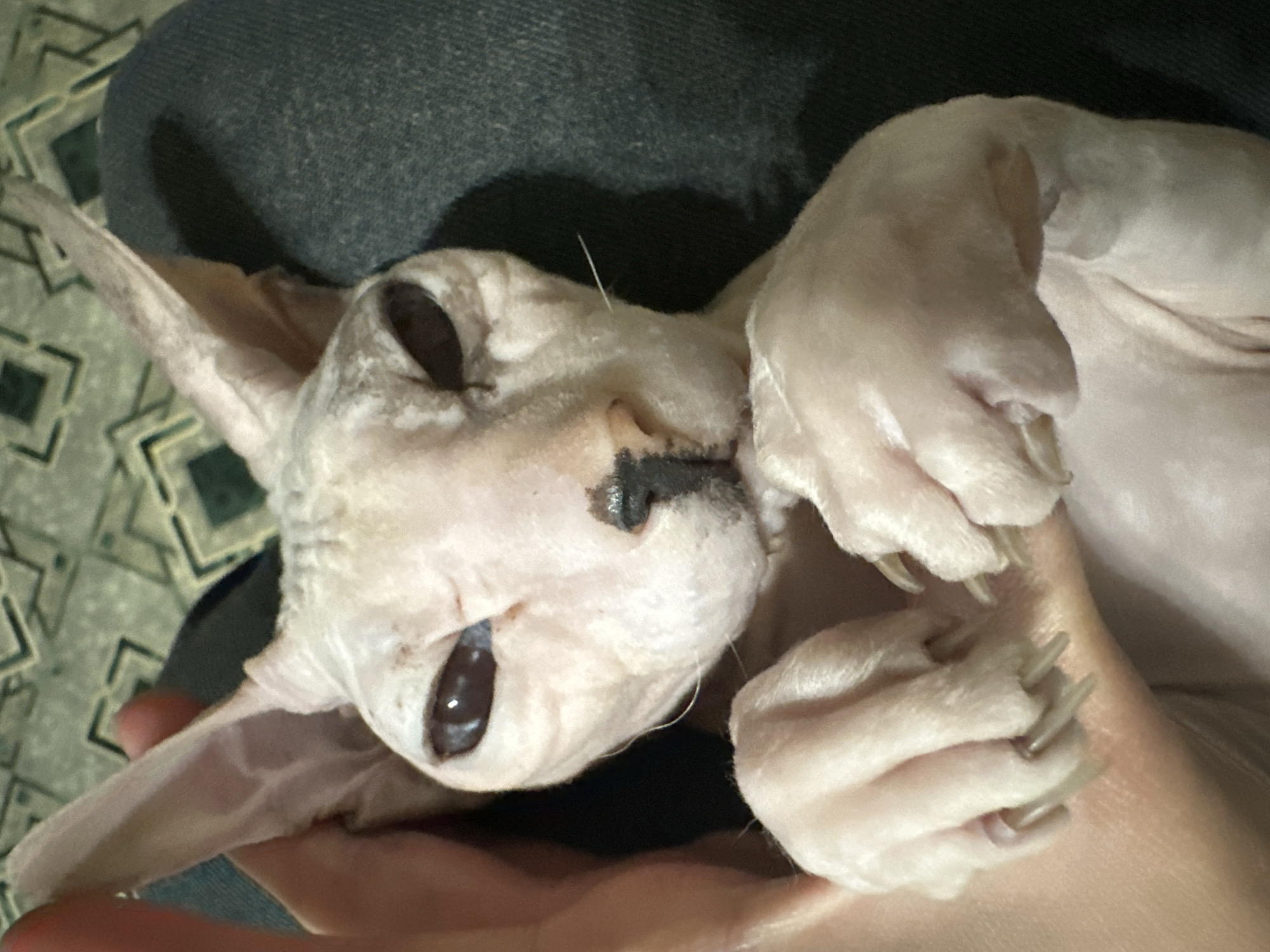 A close-up, indoor, vertical shot shows a light-skinned, hairless cat, likely a Sphynx breed, being held by a person. The cat's large, dark eyes are partially closed, giving it a sleepy or squinting appearance. Its ears are prominent and pointed. A single whisker extends from its face. The cat's front paws are visible, with sharp claws extended. The background consists of a person's leg covered in dark blue denim and a patterned surface that could be upholstery or a rug. The overall lighting is dim. There are no discernible landmarks or details that would indicate the location in Togliatti, Russia.