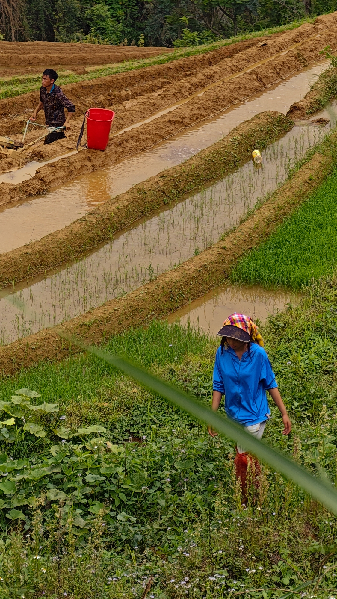 This image depicts an agricultural scene in Dế Xu Phình, Vietnam, featuring terraced fields under cultivation. In the upper left quadrant, a young adult male with dark hair, wearing a patterned dark long-sleeleeved shirt and dark pants, stands in a water-filled, muddy terrace. He is actively operating a small, hand-held tilling device, pushing it through the soil and water. A red plastic bucket with a black strap rests on the bank immediately adjacent to him.
The central portion of the image shows several distinct, parallel terraced rice paddies. The upper terraces are filled with brown, muddy water, indicating recent tilling or preparation. The lower terraces also contain water, but with visible young green rice shoots growing within them. A yellow metallic can is floating in one of the water channels in the mid-ground. The banks separating the terraces are covered with sparse green vegetation.
In the lower right quadrant, a young adult female, wearing a bright blue long-sleeved top, light-colored shorts or pants, and tall red boots, is walking towards the bottom of the frame. She wears a plaid-patterned fabric head covering with a dark visor. Her hands are at her sides as she traverses an area of dense green foliage, which includes broad-leafed plants and smaller flowering plants with white and purple blossoms. The background beyond the terraced fields shows a dense expanse of green trees. A blurred green plant stalk crosses the lower foreground diagonally.