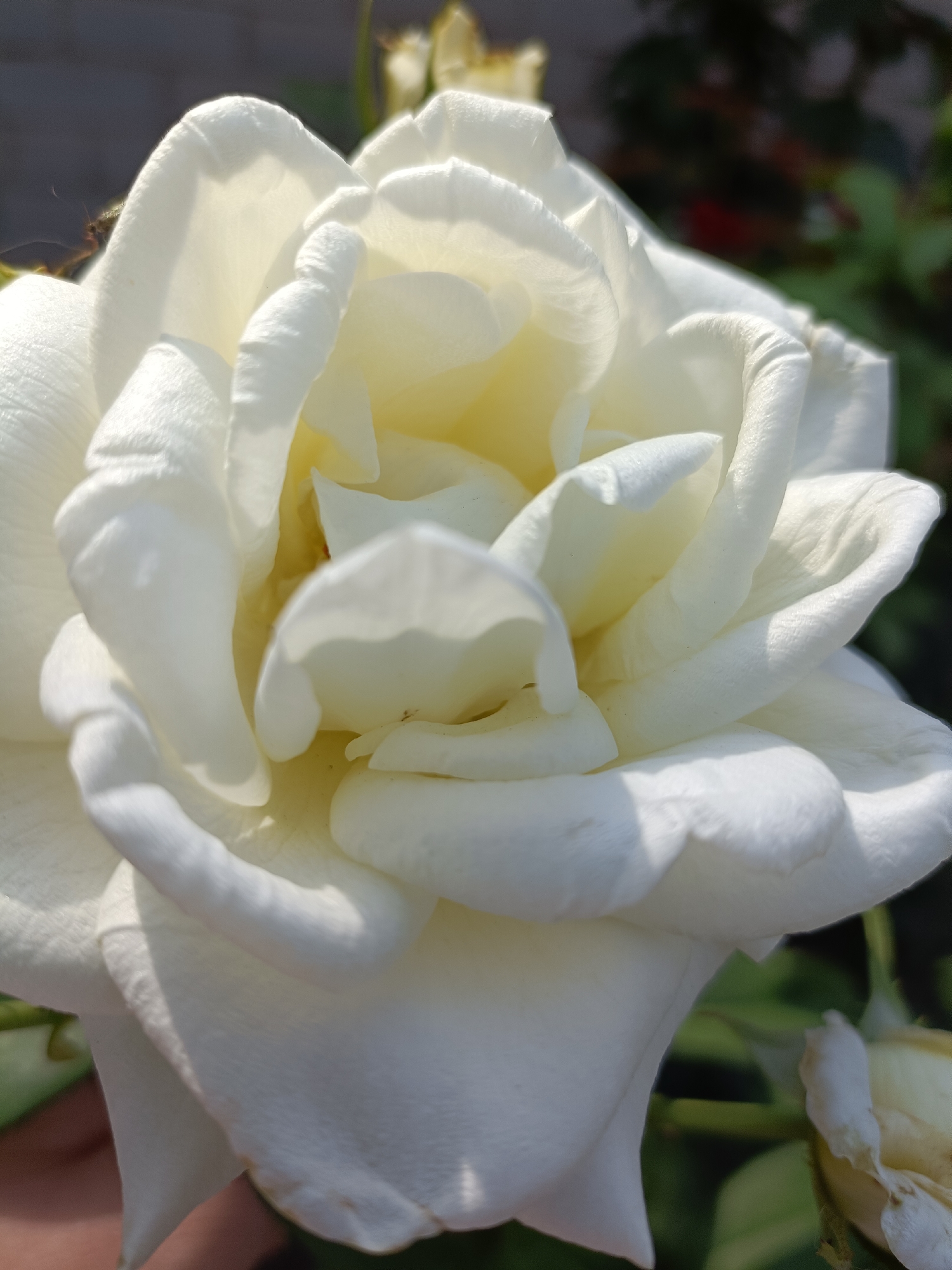 A close-up, outdoor, eye-level photograph captures a fully bloomed white rose. The rose occupies the majority of the frame, with its soft, creamy petals unfurling in multiple layers. Sunlight illuminates the flower, creating subtle shadows and highlighting the delicate texture of the petals, which appear to have a slightly waxy sheen. Some petals are tinged with a very pale yellow closer to the center of the bloom. In the background, out of focus, are hints of greenery from the rose bush, with darker foliage and what appears to be a grey wall or fence. A small, withered, pale yellow bud is visible in the lower right corner. A portion of a person's hand, with visible skin tone, is present in the lower left corner, gently supporting or touching the rose. The overall impression is one of natural beauty and serenity. The specific location in Lotskyne, Ukraine, is not discernible from the visual elements of the image itself.