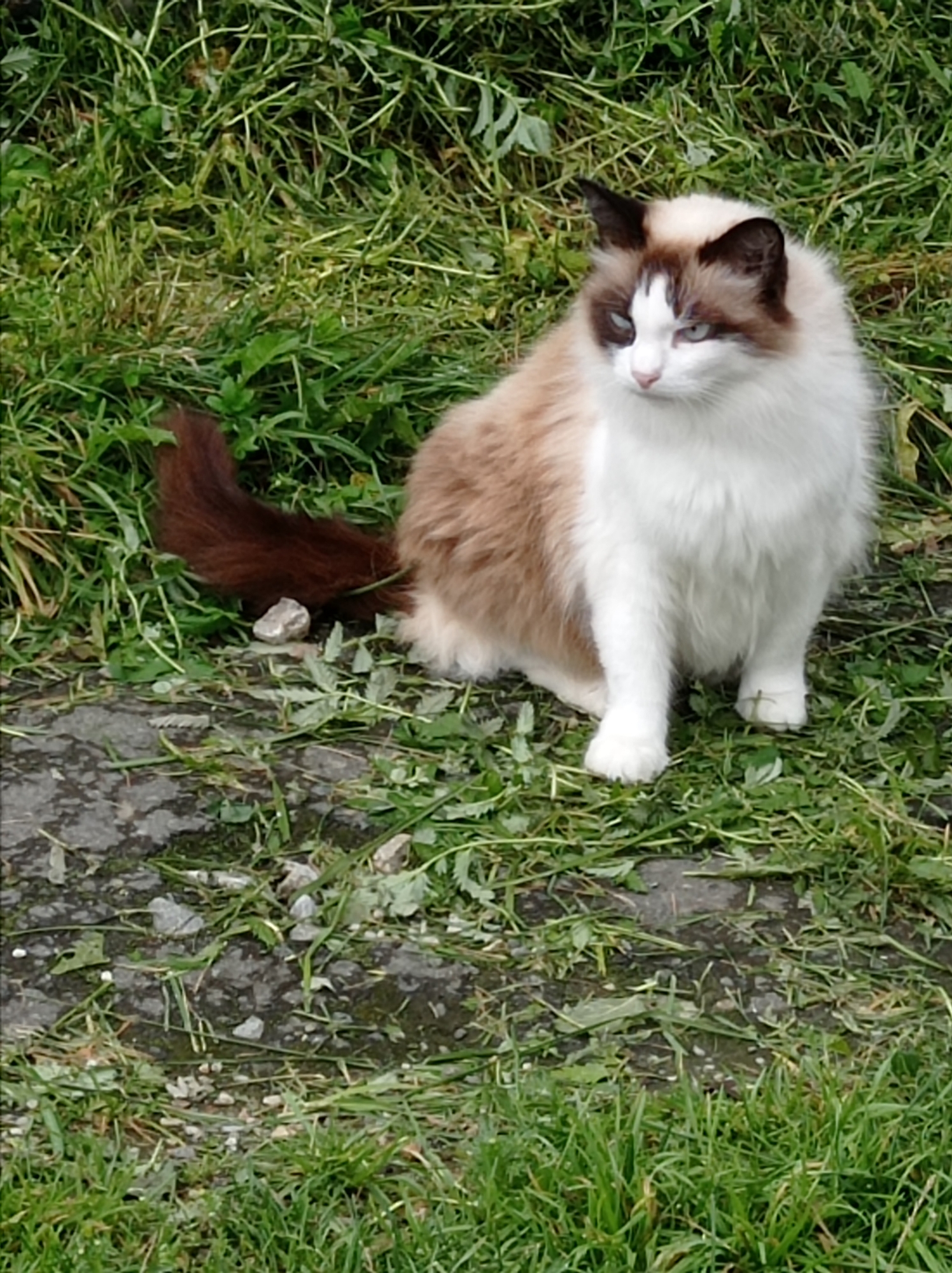 A fluffy, long-haired cat with white and brown fur is sitting on a patch of grass and gravel. The cat has blue eyes, dark brown ears, and a white blaze on its forehead. Its tail is a deep reddish-brown. The cat is facing to the right, with its head turned slightly towards the viewer. The background is filled with green grass and some scattered leaves and small stones. The scene appears to be outdoors in a natural setting.