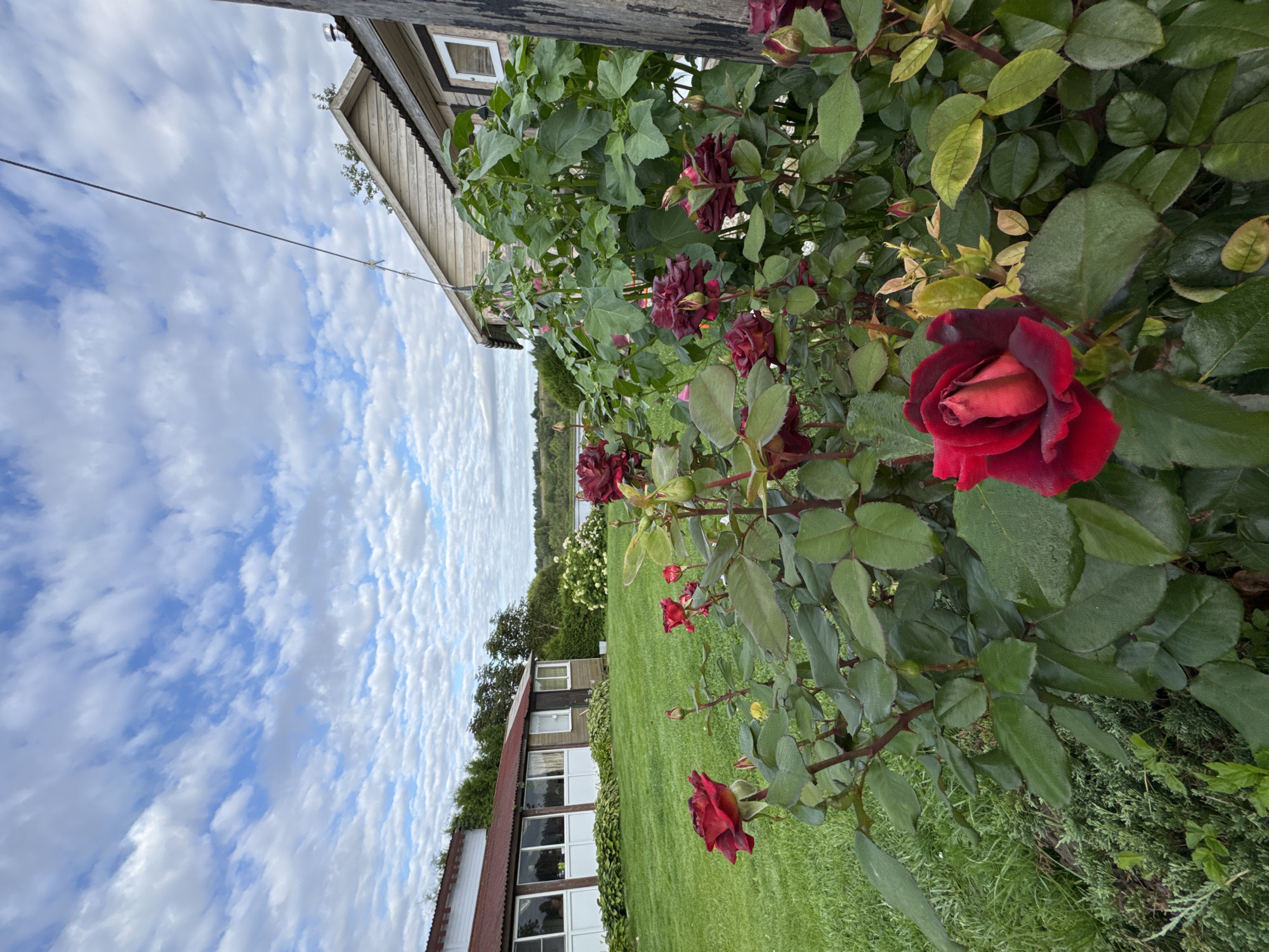 In the city of Sitno, Russia, a low-angle shot captures a garden filled with blooming red roses. The roses are in various stages of bloom, with some fully open and others still in bud. The foreground is dominated by a rose bush with deep red petals and dark green leaves. In the background, a well-maintained green lawn stretches towards two buildings. The first building, closer to the left, is a long, low structure with a red roof and white siding, featuring large windows. To the right, a wooden house with a light-colored facade and a darker roof is visible. The sky above is a vibrant blue, dotted with numerous white, wispy clouds. A thin wire runs diagonally across the sky, attached to the wooden house. The overall scene suggests a peaceful, pastoral setting.