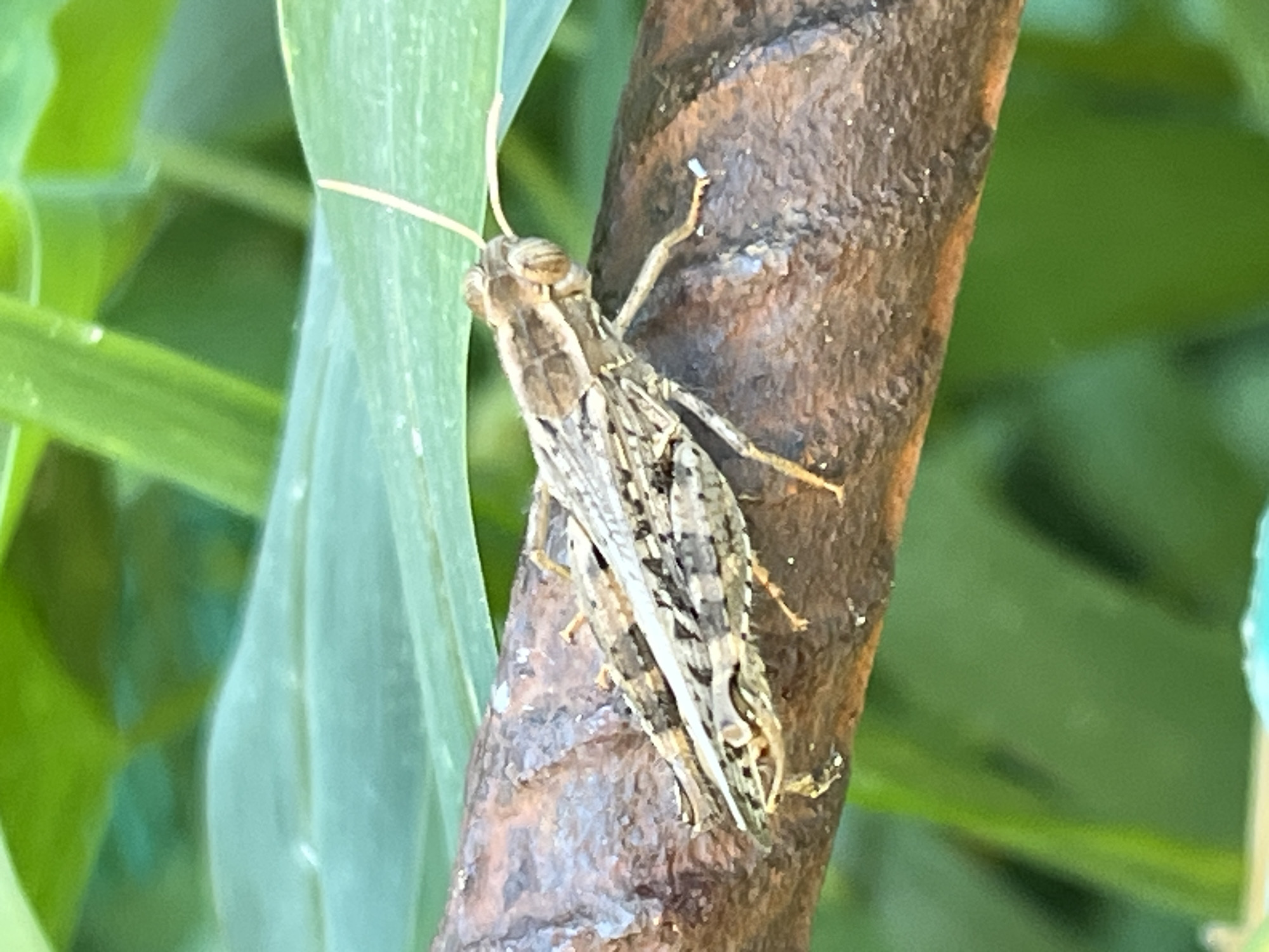 A close-up, eye-level, outdoor shot captures a grasshopper perched on a rough, brown, horizontal surface, possibly a branch or log. The insect is light brown with intricate dark brown markings on its body and wings, which are folded lengthwise. Its antennae extend forward, and its legs are visible, gripping the surface. Behind the grasshopper, out-of-focus green foliage suggests a natural, outdoor environment. The lighting is natural and diffused. The image does not contain any identifiable landmarks of Krasnyye Barrikady, Russia.