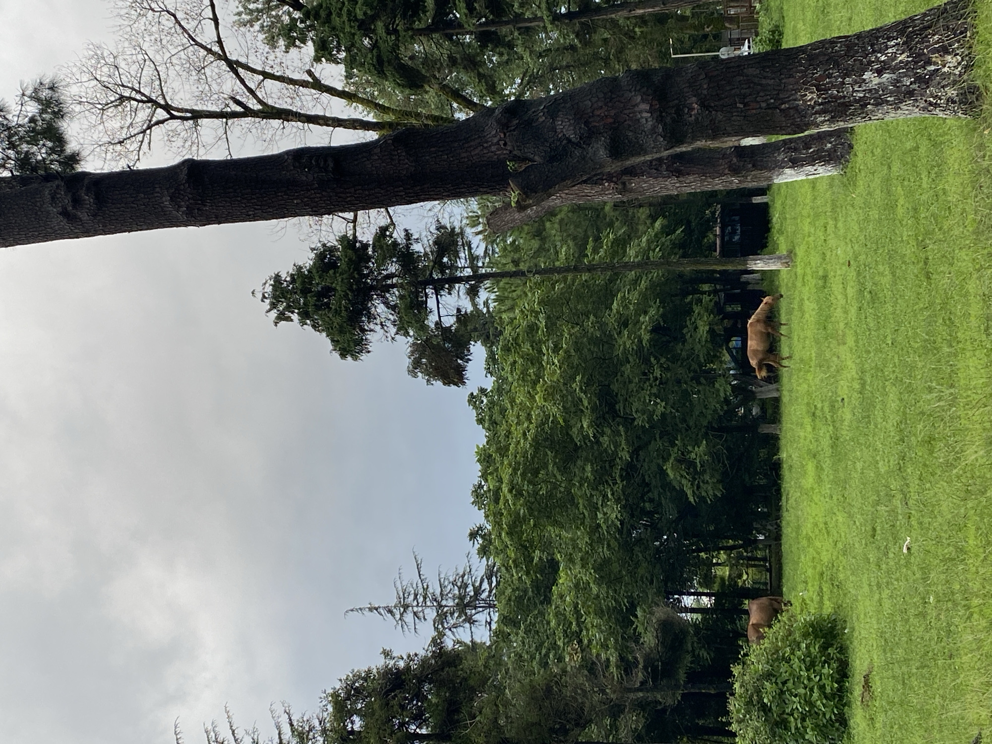 This is a photograph of a meadow with trees and two cows in Ureki, Georgia. The sky is overcast with clouds. In the foreground, a large tree trunk with rough bark stands on the right side of the frame. Further back, to the left of the large tree, are more trees with lush green foliage. A brown cow is grazing in the meadow on the left side of the image, partially obscured by a dense green bush. Another brown cow is grazing further into the meadow on the right. In the background, there is a line of trees, some appearing taller and more slender than others, and a dark-colored structure that could be a shed or building. The ground is covered in vibrant green grass. The overall impression is a natural, tranquil setting.