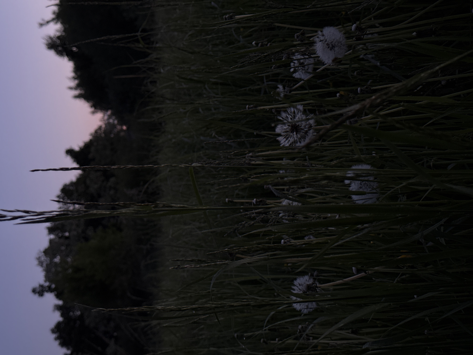 The image presents a serene outdoor scene captured during twilight, showcasing a field of tall grass and dandelions against a muted sky. In the foreground and mid-ground, numerous stalks of green and brown grass dominate the view, crisscrossing the frame. Scattered among the grass are several fluffy white dandelion seed heads, prominently visible against the darker vegetation. These "dandelion clocks" appear delicate and soft, catching the dim ambient light.
In the background, a dark silhouette of trees or bushes stretches across the horizon, appearing indistinct and blurred. Above the trees, the sky displays soft hues characteristic of dusk or dawn. It transitions from a pale, delicate purplish-pink closer to the horizon line to a darker, muted blue-grey further up, suggesting the last remnants of daylight or the first hints of sunrise.
No human subjects or specific activities are present, giving the image a quiet, contemplative mood. The scene is a static depiction of nature, emphasizing the gentle beauty of dandelions in their natural habitat. The low light conditions create deep shadows and a soft, diffused illumination. There is no visible text in the image. The setting suggests a natural, possibly rural landscape, consistent with the provided location context of Лабжанскі сельскі Савет, Belarus.