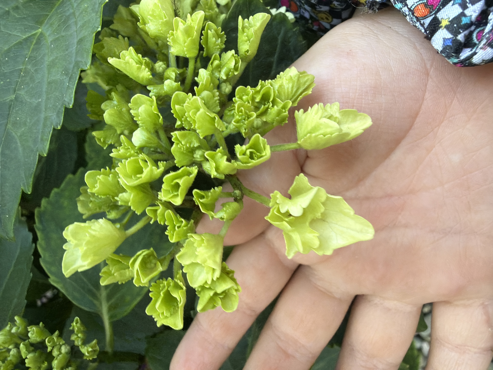 A close-up, overhead shot shows a person's palm and fingers in the foreground, supporting a cluster of small, bright green flowers. The flowers are clustered on thin stems, with many individual florets, each appearing to have ruffled petals. The hand is gently cupping the flowers, and the skin tone is light. In the background, larger, dark green leaves of a plant are visible, some slightly out of focus. A colorful patterned fabric, possibly part of clothing, is visible on the right edge of the image, near the hand. The lighting suggests an outdoor setting, possibly in a garden.