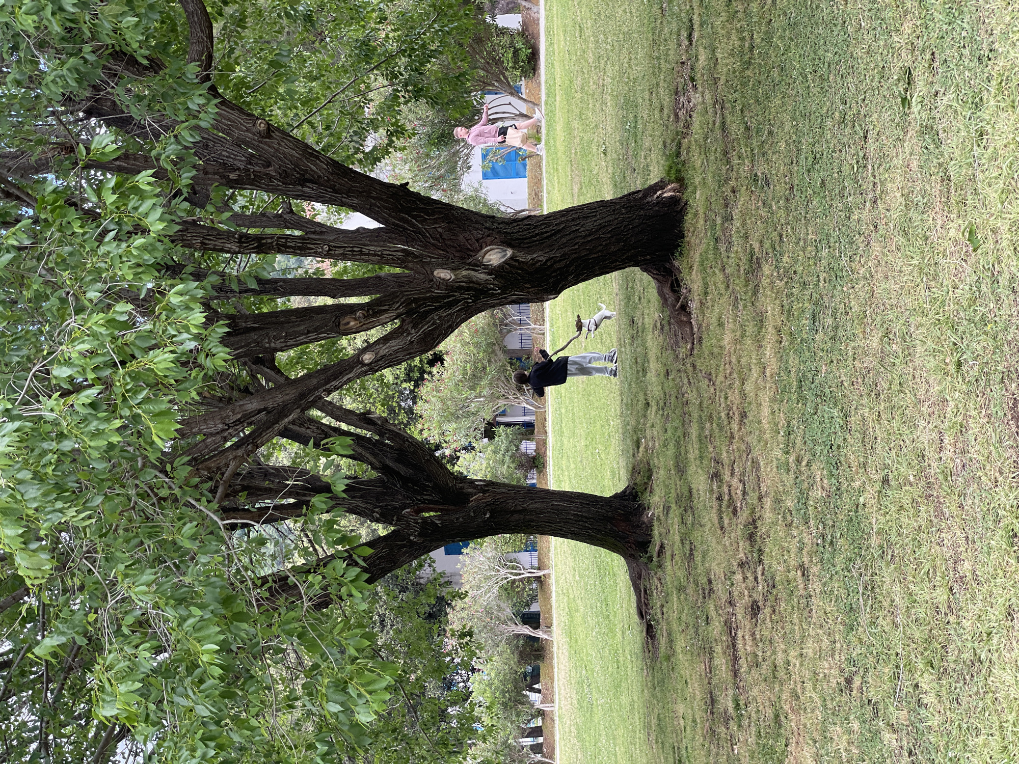 The image shows a park in Budva, Montenegro. Two large, mature trees dominate the foreground. The tree on the left is partially covered in green foliage. A young person in grey pants and a black jacket stands between the trees. They are holding a stick and appear to be playing with a small white dog. In the background, a woman in a pink shirt and beige shorts is visible, possibly walking or standing near a building with blue shutters. The ground is covered in grass.