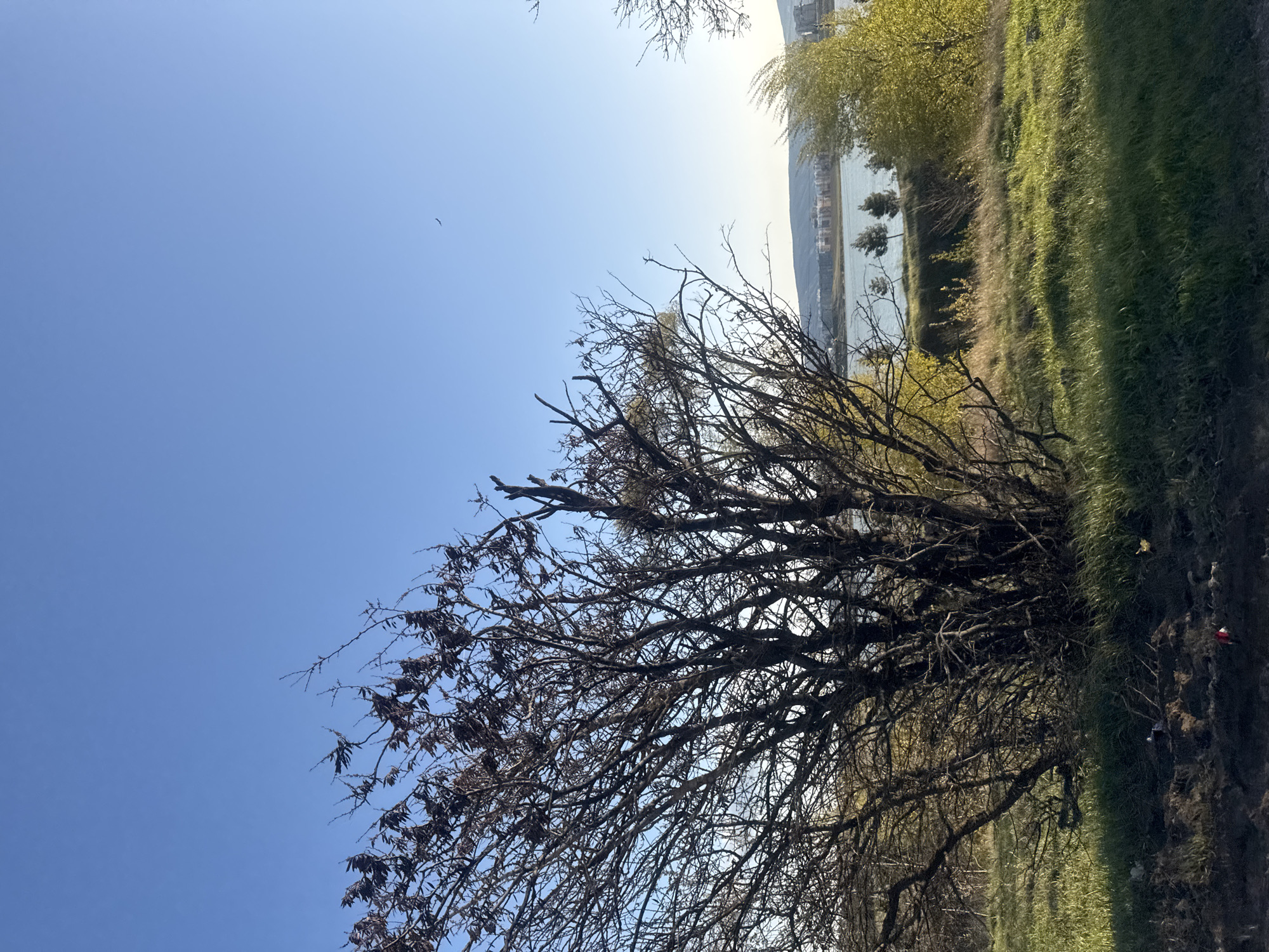 The image shows a landscape in Tbilisi, Georgia, featuring a clear blue sky, a body of water in the distance with buildings along its shore, and a foreground dominated by a leafless tree. Green grass covers the ground. A single bird is visible in the sky. The photograph has been taken in landscape format.