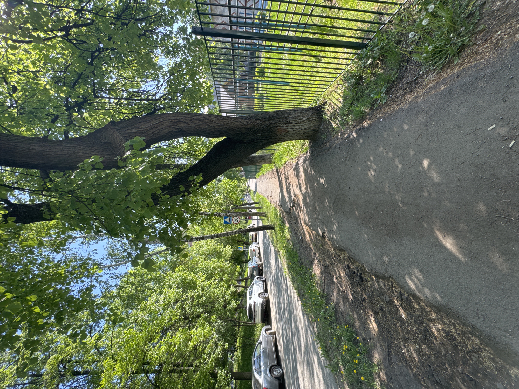 The image depicts a sidewalk in Izhevsk, Russia, adjacent to a black metal fence. A large tree trunk extends horizontally over the sidewalk, with branches and leaves providing partial shade. A row of parked cars lines the street on the other side of the trees. The sidewalk is paved, with grass and weeds growing along the edge near the fence. The day appears sunny.