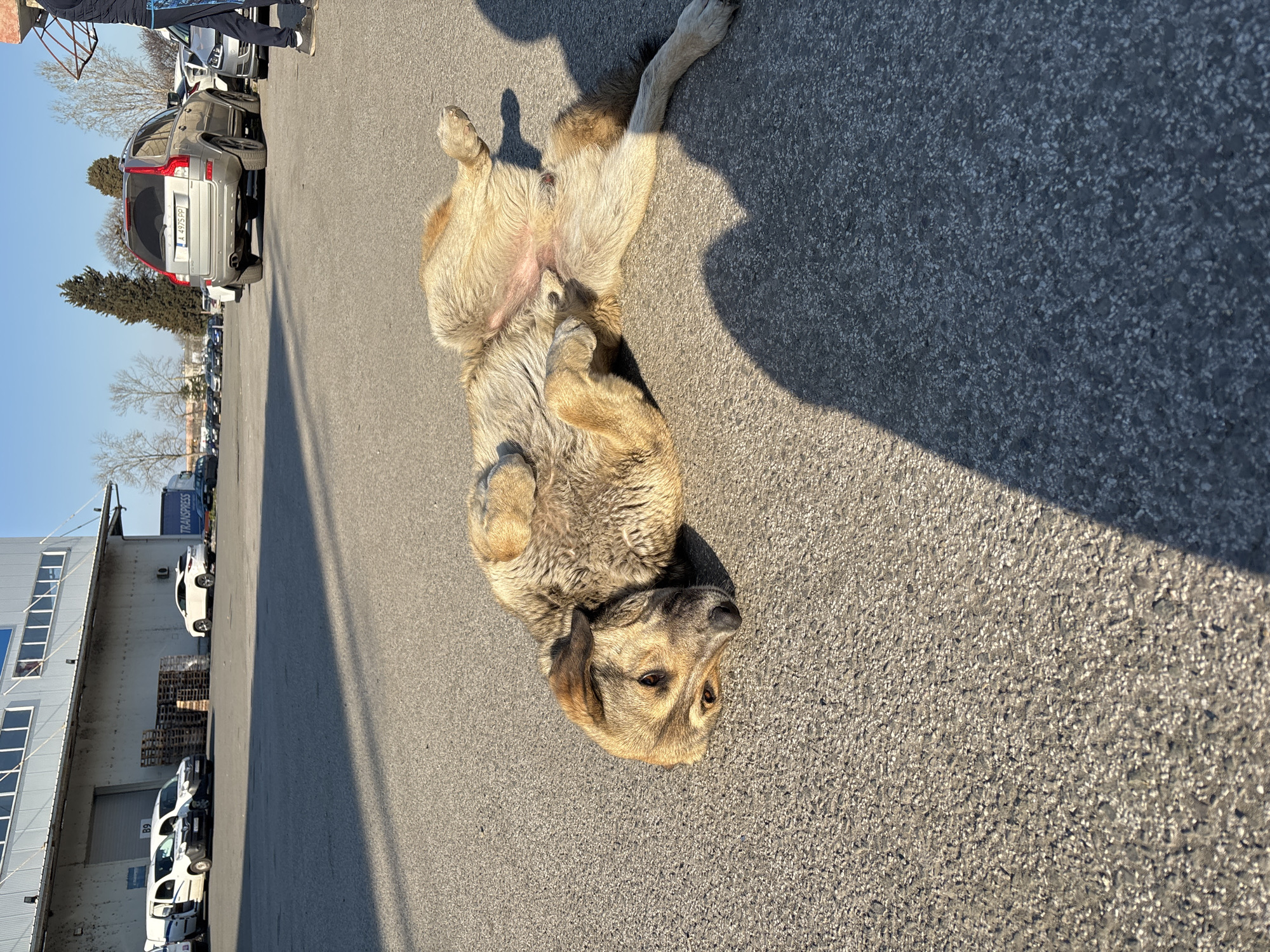 A medium-sized, light brown dog is lying on its back on an asphalt surface in an outdoor environment, possibly a parking lot or street area. The dog's belly is exposed, and its paws are curled up towards its chest. The dog is facing towards the viewer with its eyes open. There are vehicles visible in the background, including cars and vans, parked along the side of a building. The building appears to be a commercial or industrial structure. A few people are partially visible in the background. The overall lighting suggests it is daytime. Based on the license plate "A 4958 PP" the Volvo XC90 in the image is registered in Burgas, Bulgaria, so the location is in Burgas, Bulgaria.