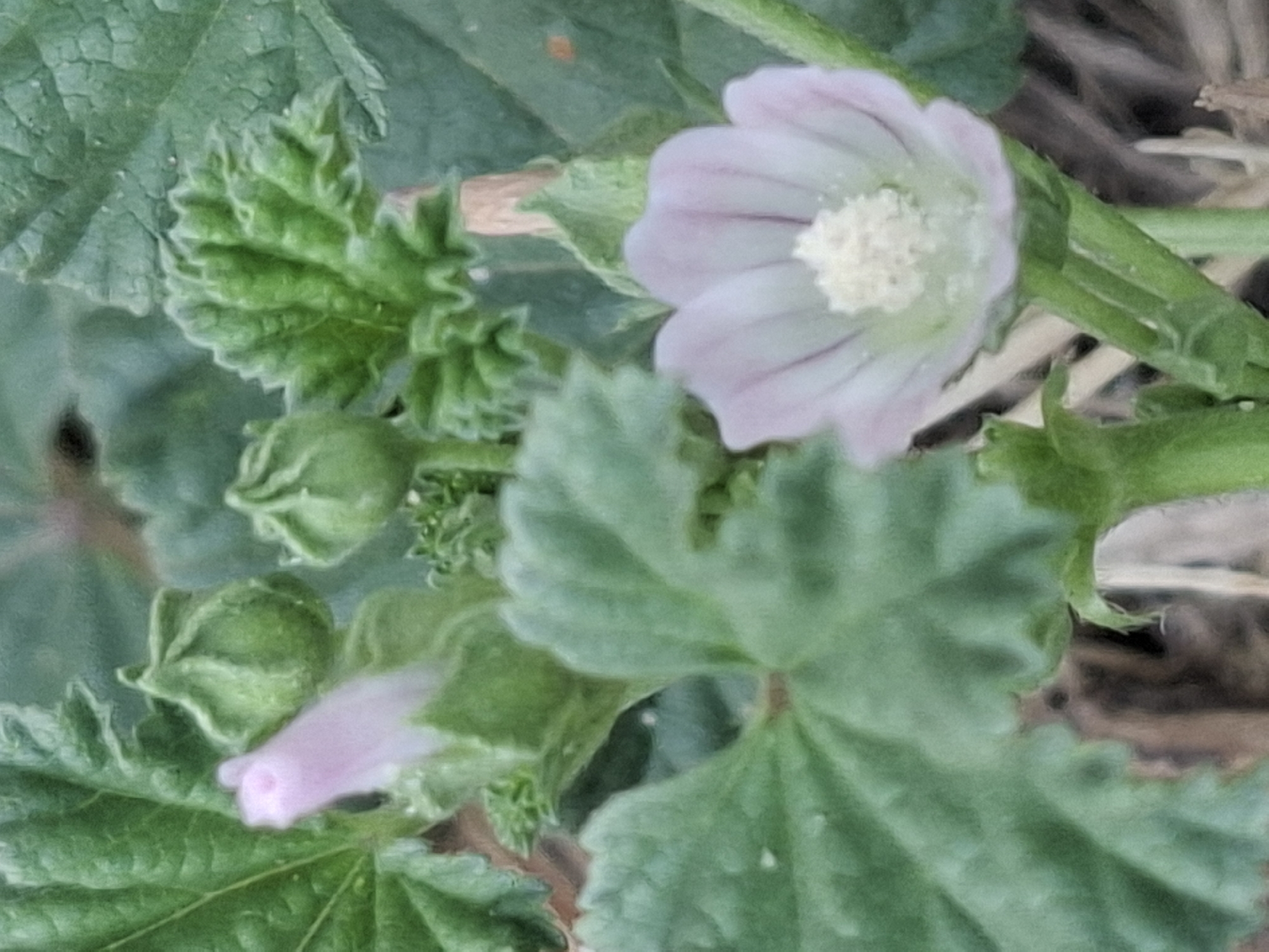 The image displays a close-up of a light pink flower with pale yellow stamens in the center. The flower has multiple delicate petals with faint darker lines running through them. The plant has large, serrated green leaves and several small, unopened green buds. The background consists of more blurred green foliage and some dry, light brown stalks of grass or other dried plant material. The scene appears to be an outdoor natural setting. There are no people, animals, or man-made structures visible in the image, nor is there any specific information to indicate its location within the city of Almaty, Kazakhstan.