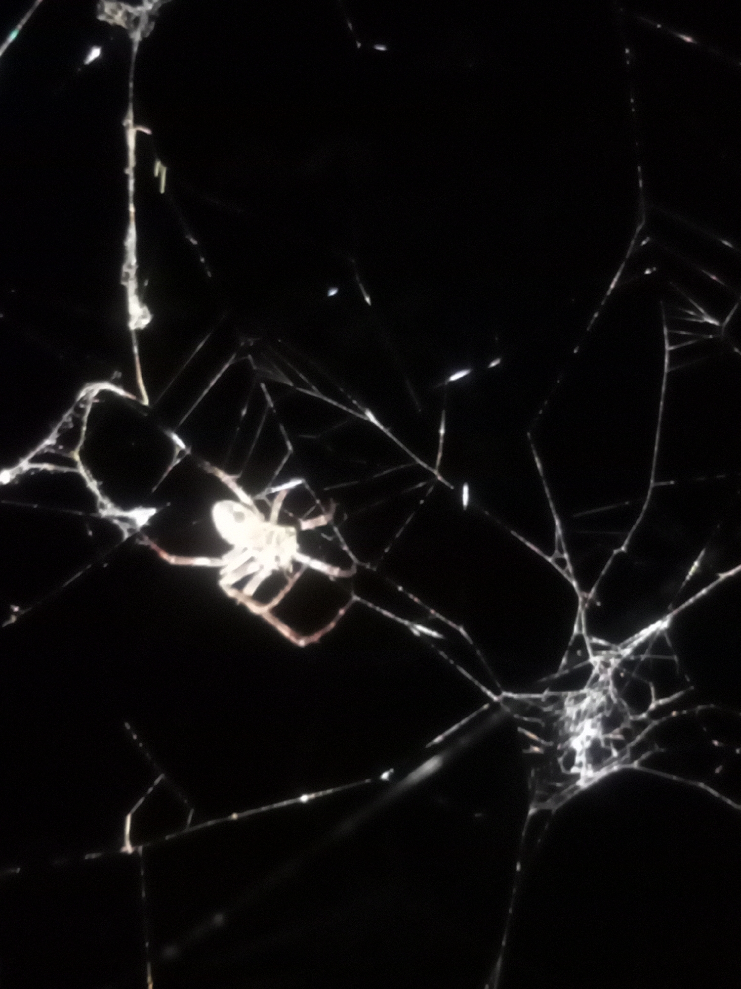 An abstract composition, the image features a spider in its web against a black background. The spider, illuminated by a bright light source, appears white with visible legs. The web is intricately spun with thin, reflective threads that crisscross the frame, creating a network of lines. The background is predominantly dark, with occasional highlights reflecting off the web strands, suggesting a glossy or textured surface. The overall effect is one of stark contrast between the illuminated spider and web and the deep darkness surrounding them, creating a sense of depth and isolation.