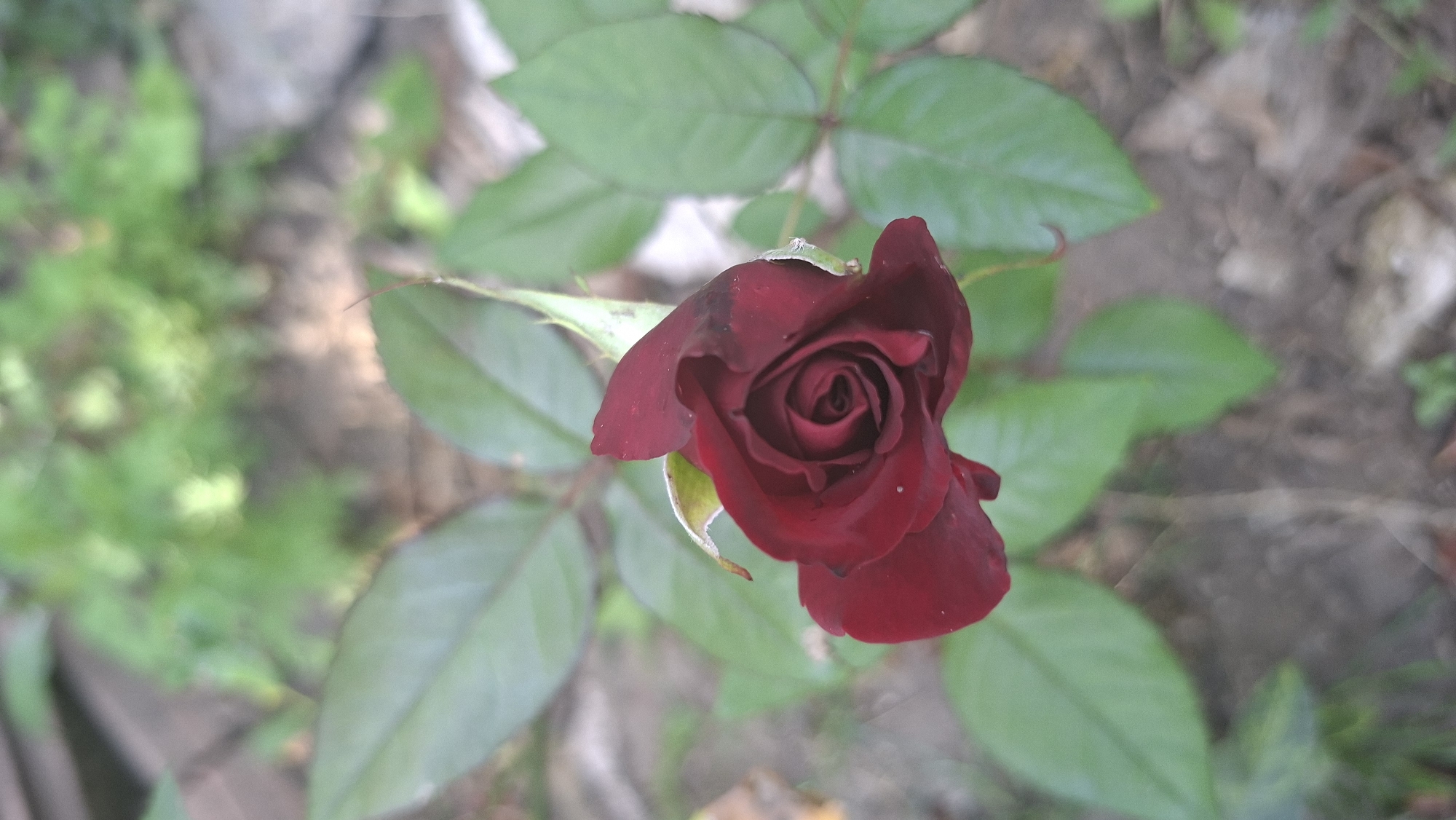 A close-up shot captures a partially bloomed, dark red rose with intricate petal swirls in the center. The rose is surrounded by its green leaves and a delicate bud. The background is softly blurred, showing hints of green foliage, soil, and possibly stones, suggesting an outdoor garden setting. The lighting is natural, highlighting the rich color of the rose. The image is likely taken in Voinova, Moldova, as part of a botanical study or a personal garden collection. There are no people or specific actions depicted in the image.