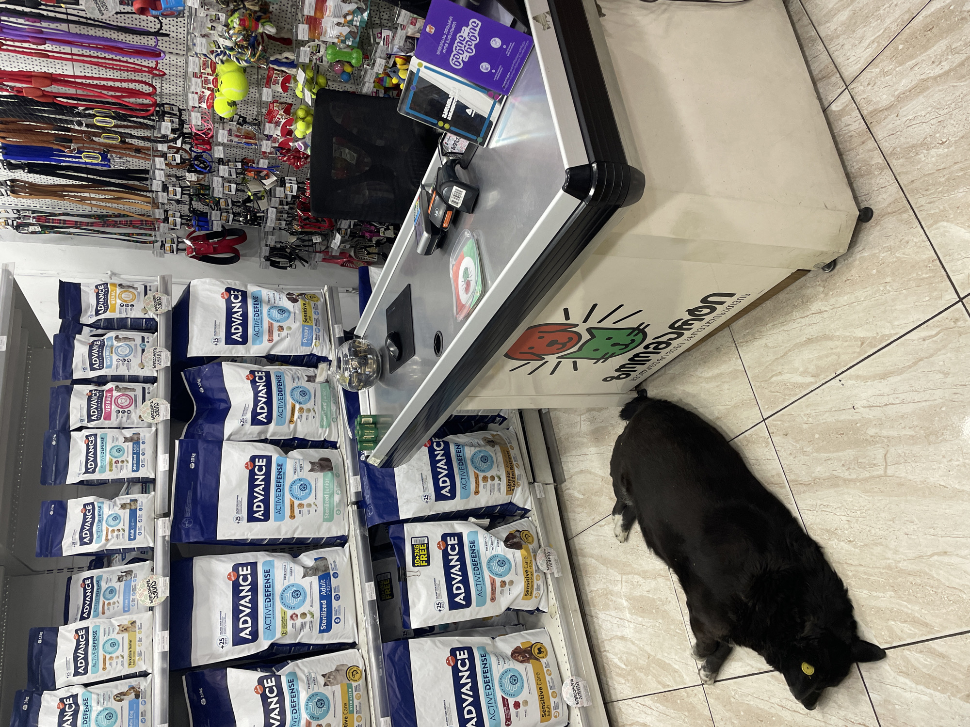 The image depicts the interior of a pet supply store in Tbilisi, Georgia. A medium-sized black dog, with some white markings on its paws and a yellow circular tag or sticker on its head, is resting comfortably on the light-colored tiled floor next to a store counter.
The store is well-stocked with various pet products. To the left, shelves are filled with numerous bags of "ADVANCE ACTIVE DEFENSE" pet food. Visible varieties include "Sterilized Adult," "Puppy Sensitive," "Yorkshire Terrier," "Kitten," "Urinary," "Renal," "Gastro," "Sensitive Care," "Labrador Adult," and "Golden Retriever." Some bags highlight "MICRO PREBIOTIC" content or "10+2KG FREE" promotions, with weights of "3kg" and "10 kg" indicated.
The background features walls lined with pegboards displaying a wide assortment of pet accessories, such as leashes, collars, and colorful toys, including tennis balls.
A silver-topped checkout counter with black accents is visible in the midground. On the counter are a payment terminal, a scanner, and a purple box with Georgian text that translates to "Tell me when you pay." The side of the counter features a logo with a green cat and a red dog, accompanied by Georgian text that reads "ანიმაქონი" (Animaconi), identifying it as an "Animal food and accessories store." The overall lighting is bright, suggesting daytime business hours.