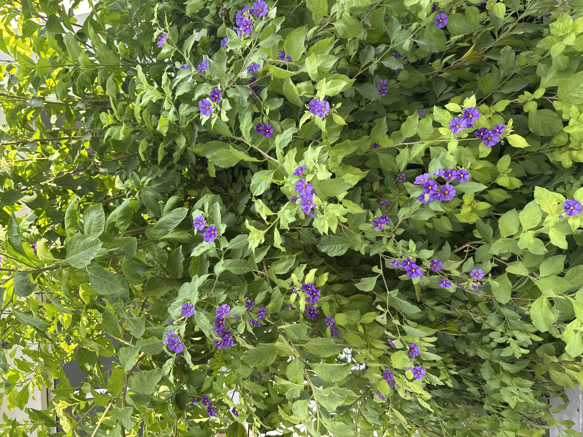 The image shows a dense bush with numerous small, star-shaped purple flowers and vibrant green leaves. The bush appears to be outdoors, possibly in a garden or public space, given the natural lighting and the presence of what might be a building or wall in the background. The flowers are clustered in various parts of the bush, with their five petals radiating from a yellow center. The leaves are ovular and vary in shade from light to dark green, with some appearing slightly glossy. There are no people or animals visible in the image. The overall impression is one of lush, natural growth. Without specific visual cues within the image, it is not possible to determine the precise location in Agios Tychona Community, Cyprus.