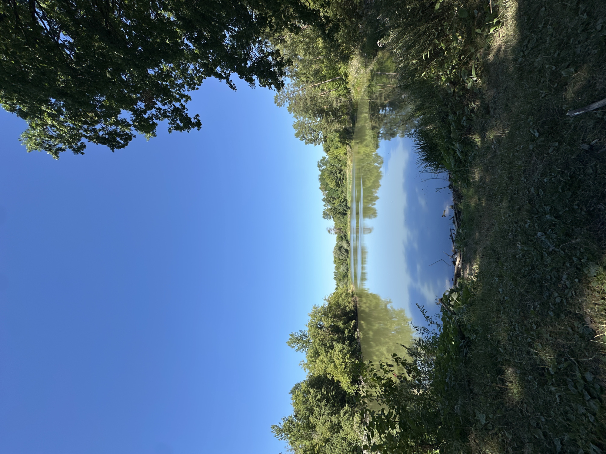 The image depicts a serene natural landscape, likely a park or undeveloped area on the outskirts of Shatava, Ukraine. In the foreground, dense green grass and foliage, with some dappled sunlight, transition to the edge of a calm body of water. The water's surface acts as a mirror, reflecting the clear blue sky and the surrounding trees.
The middle ground is dominated by a tranquil lake, its water a pale greenish-blue. The shoreline is lined with a variety of trees, primarily deciduous, with lush green canopies. These trees create a verdant backdrop and frame the lake.
The background features a more distant shoreline, also densely wooded, with a mixture of deciduous and coniferous trees. The sky above is a vast expanse of uninterrupted, brilliant blue, suggesting a clear and sunny day. The overall impression is one of peaceful, natural beauty, untouched by urban development. There are no people or animals visible in the scene.