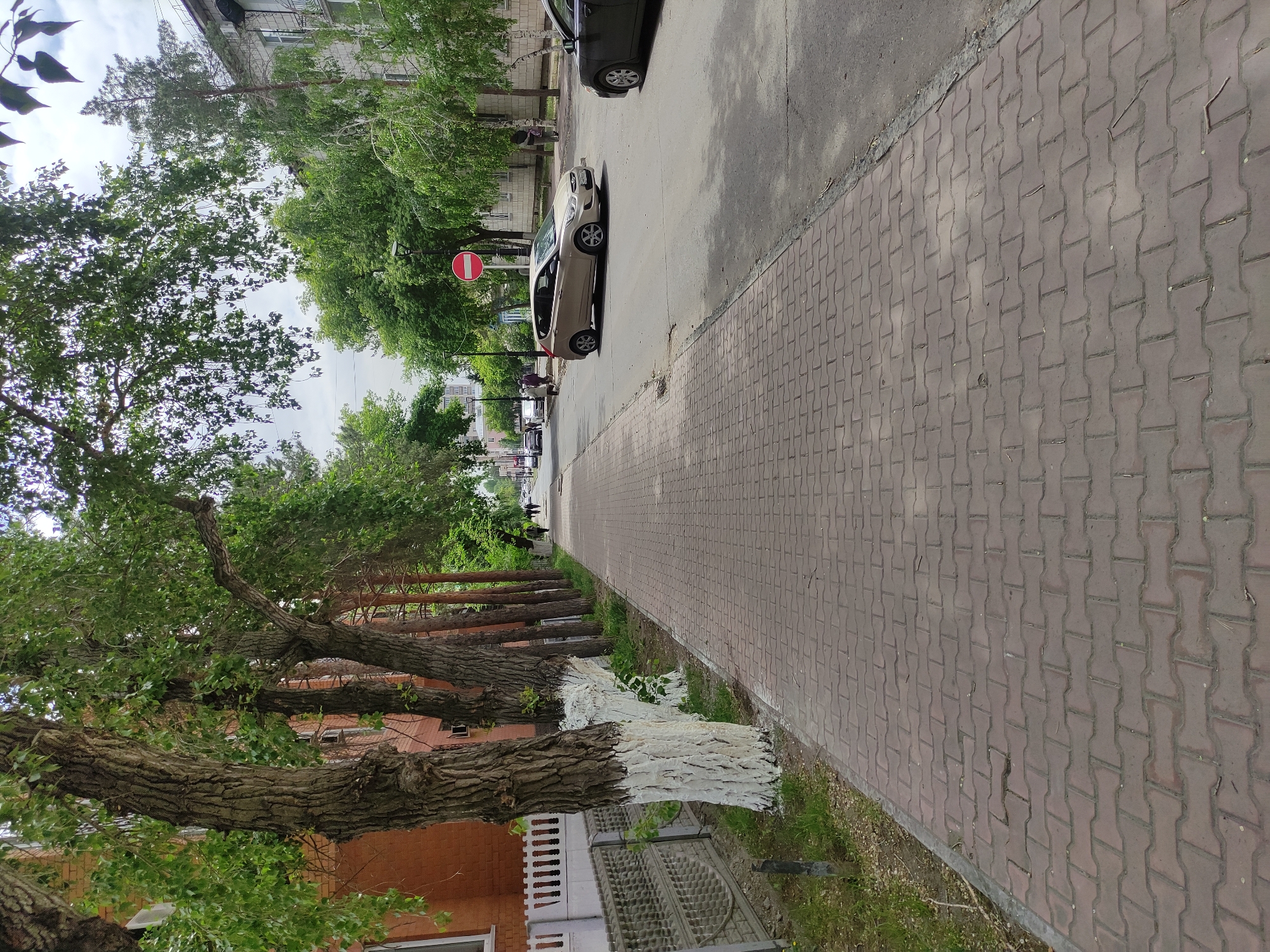 The image depicts a street in Pavlodar, Kazakhstan. A sidewalk paved with reddish-brown bricks runs along the right side of the frame. Parallel to the sidewalk is a row of trees, the bases of which are painted white. To the left of the trees is a building with a brick facade and a short decorative fence. The street itself is visible to the right of the trees and contains two parked cars, one light-colored and one dark. Further down the street, a red and white "No Entry" sign is visible. In the distance, there are more buildings and possibly people. The sky is overcast.