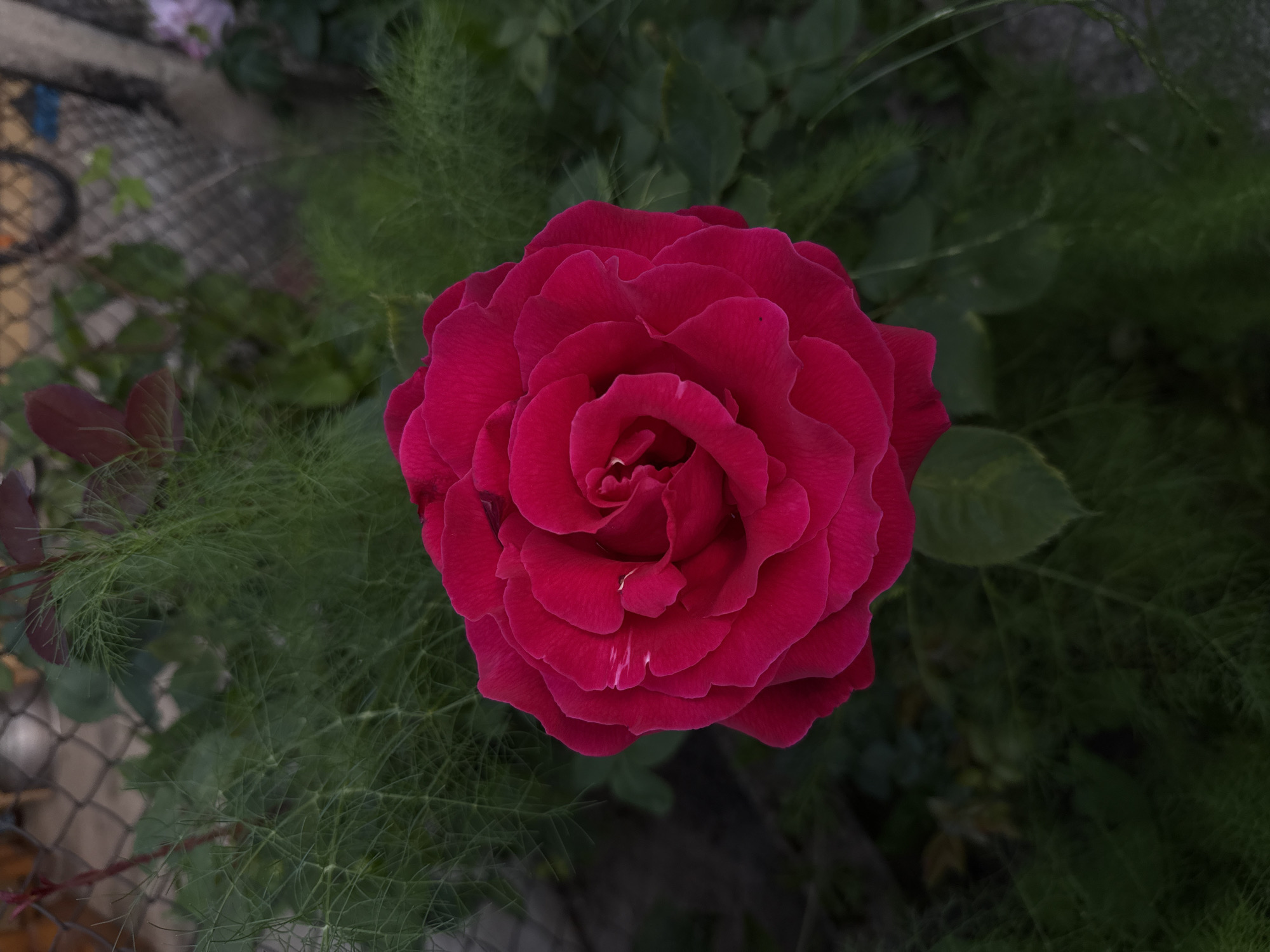 A high-angle shot shows a vivid red rose in full bloom. The rose is centrally positioned against a background of dense green foliage that appears to include feathery leaves, possibly fennel. Fencing can be seen in the periphery. No people or other subjects are present. The image does not contain information to confirm the city of Bogdan, Bulgaria.
