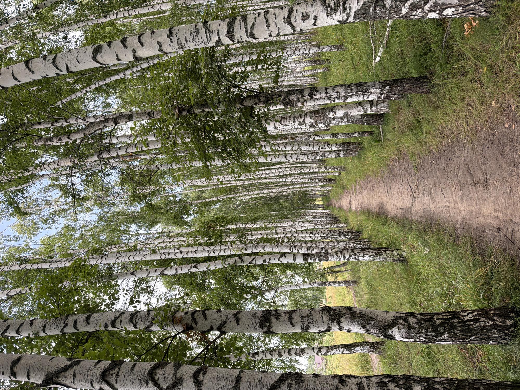 A dirt path winds through a birch forest. The trees are tall and slender with distinctive white bark marked by black stripes and patterns. Green leaves form a dense canopy overhead, allowing dappled sunlight to filter through. The ground is covered in grass and some fallen leaves. In the background, to the left, a small building with a red roof is partially visible through the trees. The scene suggests a tranquil, natural setting within a park or woodland area.