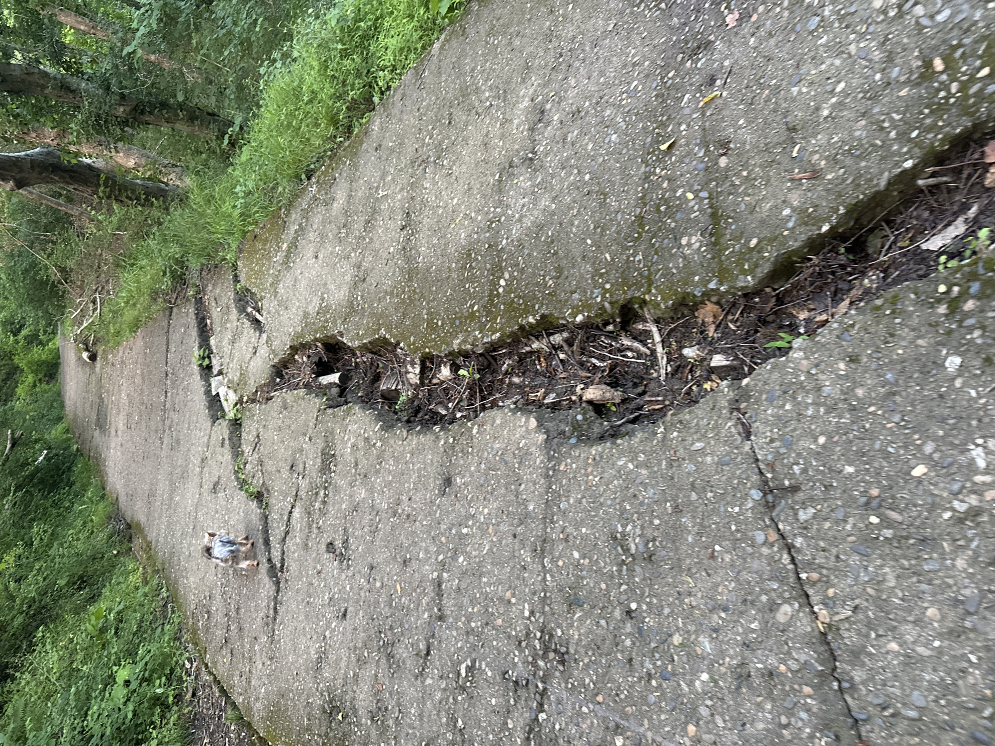 A small dog wearing a blue garment walks on a cracked concrete path surrounded by lush green foliage. The path is severely damaged, with a large fissure running down its center, filled with debris and small plants. The environment appears to be a natural setting, possibly a park or a trail, with trees and dense undergrowth bordering the path. The lighting suggests it is daytime, with diffused light, possibly on an overcast day or in a shaded area.