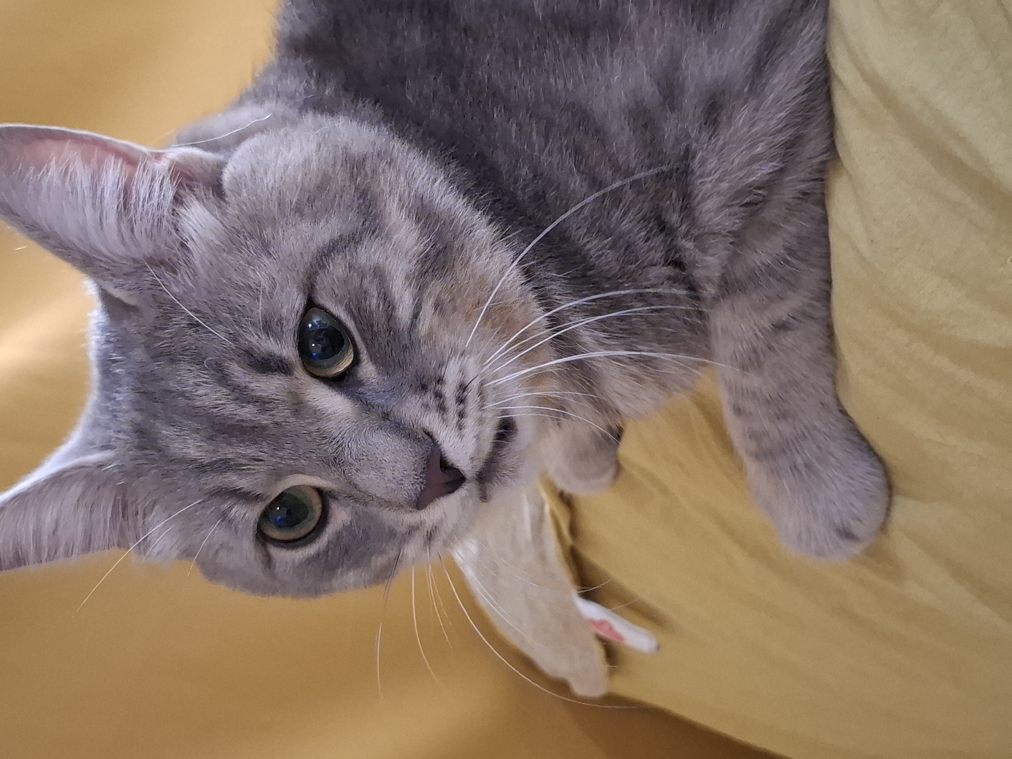 A close-up, eye-level shot focuses on a grey tabby cat with green eyes and white whiskers. The cat is resting on a golden-yellow fabric, possibly a blanket or cushion. The background is also a soft golden-yellow, creating a warm and simple environment. The cat's fur exhibits distinct tabby markings with darker grey stripes against a lighter grey base. Its right paw is visible, resting on the fabric. The cat's gaze is directed slightly to the left of the camera, with its mouth slightly open. A small white tag with red markings is visible underneath the cat's chin, peeking out from beneath its paw. The image is sharp and well-lit, highlighting the texture of the cat's fur and the fabric. The cat appears to be indoors, in a domestic setting. The image does not depict any specific location in Zemun Urban Municipality, Serbia.