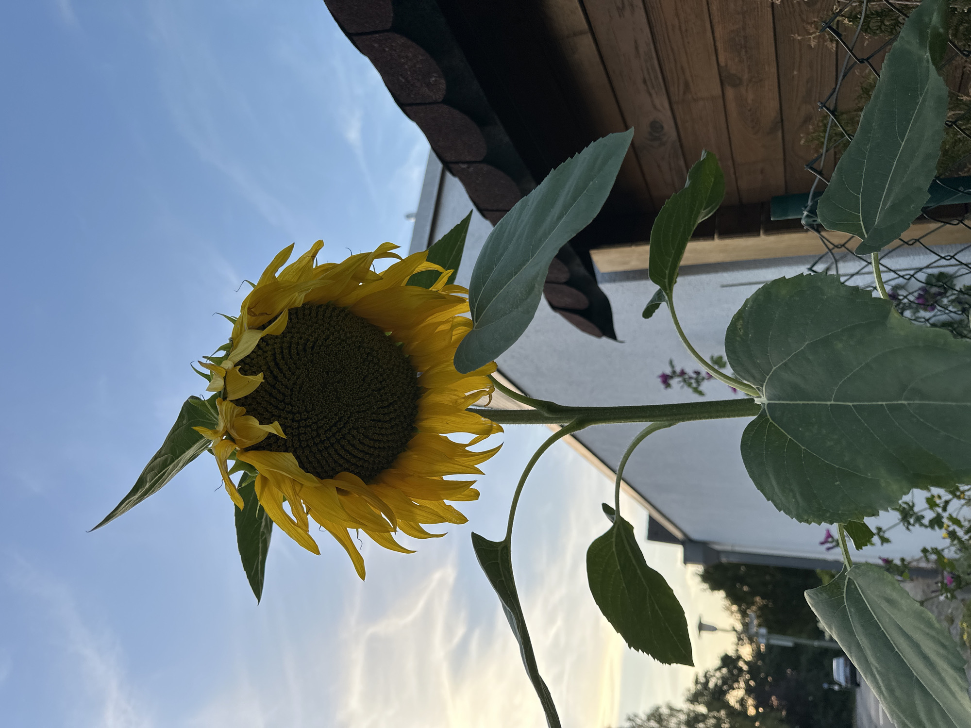 This is a close-up, low-angle, outdoor photograph of a large sunflower in what appears to be a residential backyard in Krefeld, Germany. The sunflower's head is tilted downwards, with its yellow petals appearing slightly wilted. The dark center of the sunflower is clearly visible. The stem and large green leaves are prominent in the foreground.
In the background, to the right, is a wooden structure, possibly a shed or fence, with a brown, shingled roof. To the left of the sunflower, a white wall of a building is visible. Beyond the wall, trees and a street with a car are visible, suggesting an urban or suburban setting. The sky above is a clear blue with wispy white clouds, indicating it is likely late afternoon or early evening. There are no people or animals in the image.