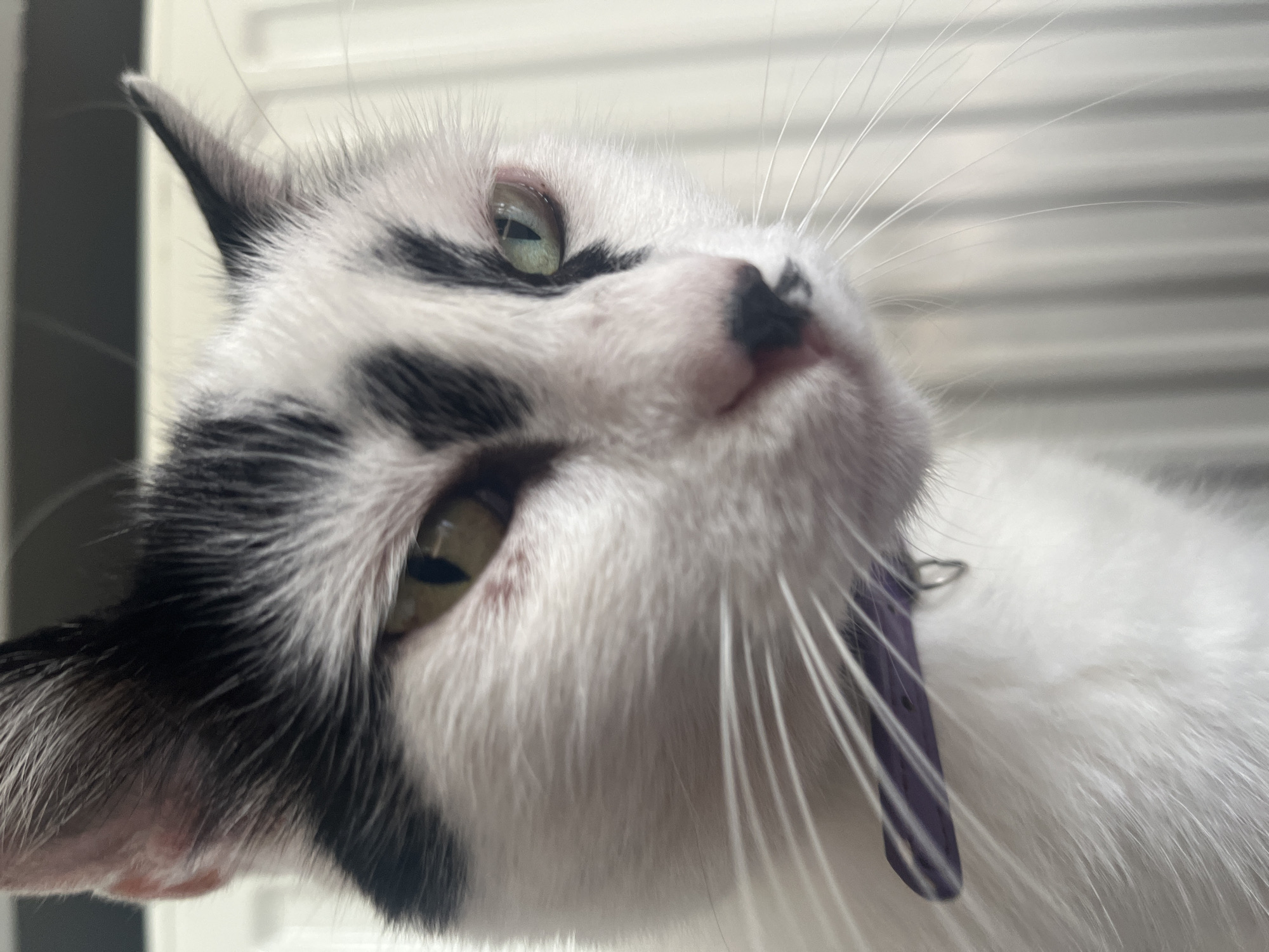 A close-up, head-and-shoulders shot captures a black and white cat. The cat's fur is primarily white with distinct black patches on its head and ears, including a notable patch over its left eye and extending down its nose. Its eyes are partially closed, with visible green irises. The cat wears a thin, purple collar. The background consists of vertical white blinds. There is no indication of the city of Ureki, Georgia in this image.