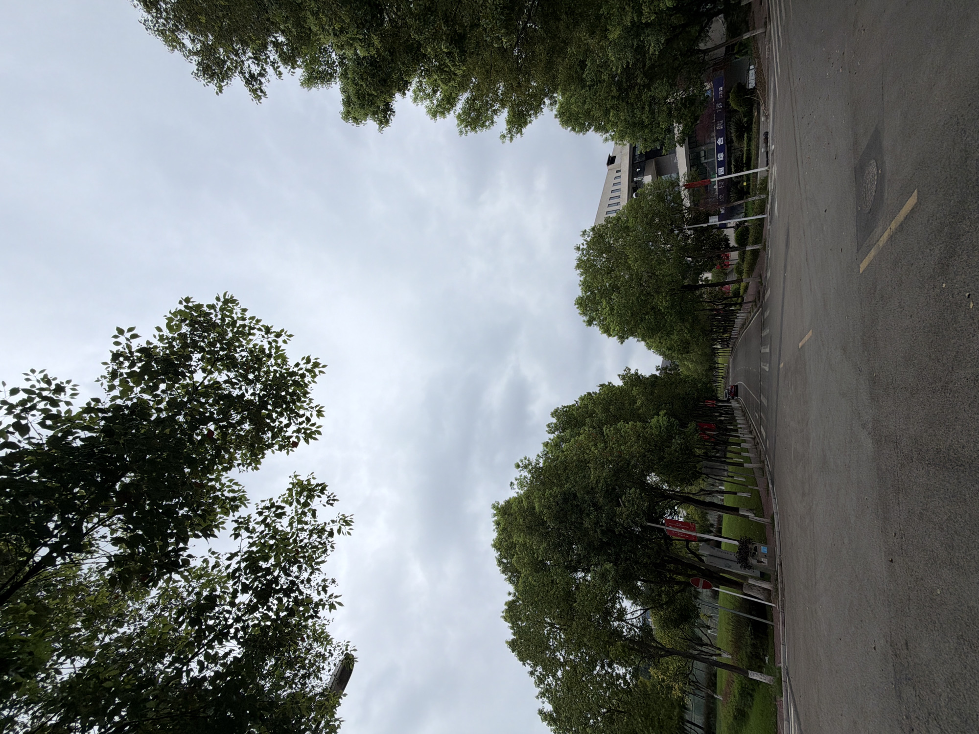 The image depicts a tree-lined road in Jiangjin, China, under an overcast sky. On the left and right sides of the road, lush green trees with white-painted bases line the pathway, creating a natural tunnel effect. The road itself is asphalt with yellow lane markings, and it stretches into the distance. In the background, a multi-story building with a modern architectural design, featuring a series of windows, is visible. A red car is parked on the right side of the road in the distance. The overall scene suggests a serene and possibly academic or residential area, given the orderly arrangement of the trees and the presence of the building.