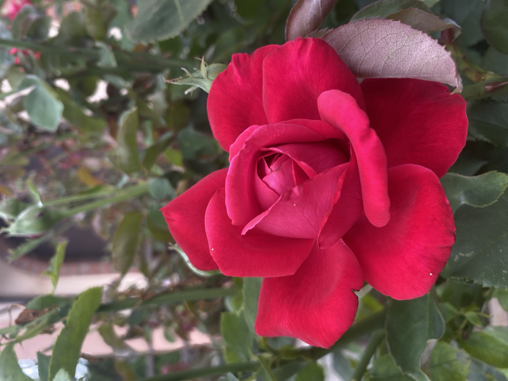 A close-up, eye-level shot focuses on a vibrant red rose in full bloom, its petals unfurling to reveal a tightly-coiled center. The rose is positioned slightly off-center to the right, with its prominent red bloom dominating the foreground. Surrounding the rose is lush green foliage, with some leaves appearing slightly faded or tinged with purple, particularly on the right side of the frame. The background is softly blurred, showing hints of green leaves, stems, and what appears to be a building constructed of brick with a pale-colored facade. There are also small green buds visible among the leaves, suggesting the presence of other developing roses. The overall impression is of a well-maintained garden setting. The image's location is within the Межводненское сельское поселение, Ukraine.