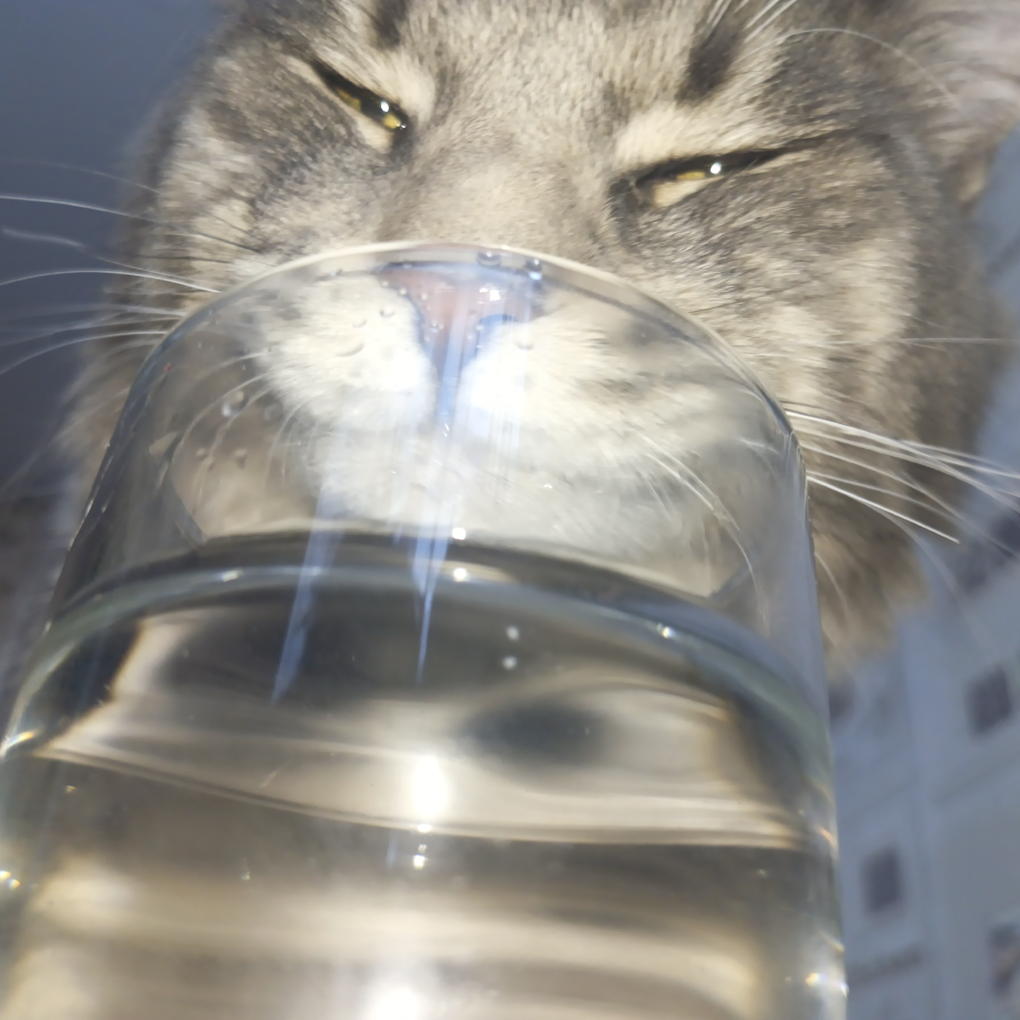 A gray tabby cat is shown from a close, low-angle perspective, drinking from a glass of water. The cat's face, particularly its nose and whiskers, are pressed against the glass. The cat's eyes are partially closed, suggesting contentment or relaxation. The glass is about half-full of a clear liquid, presumably water. Light reflects off the glass and the water within. A blurry, grid-like surface is visible beneath the glass, likely a countertop or table. The location, Chaikovsky, Russia, cannot be verified from the image.
